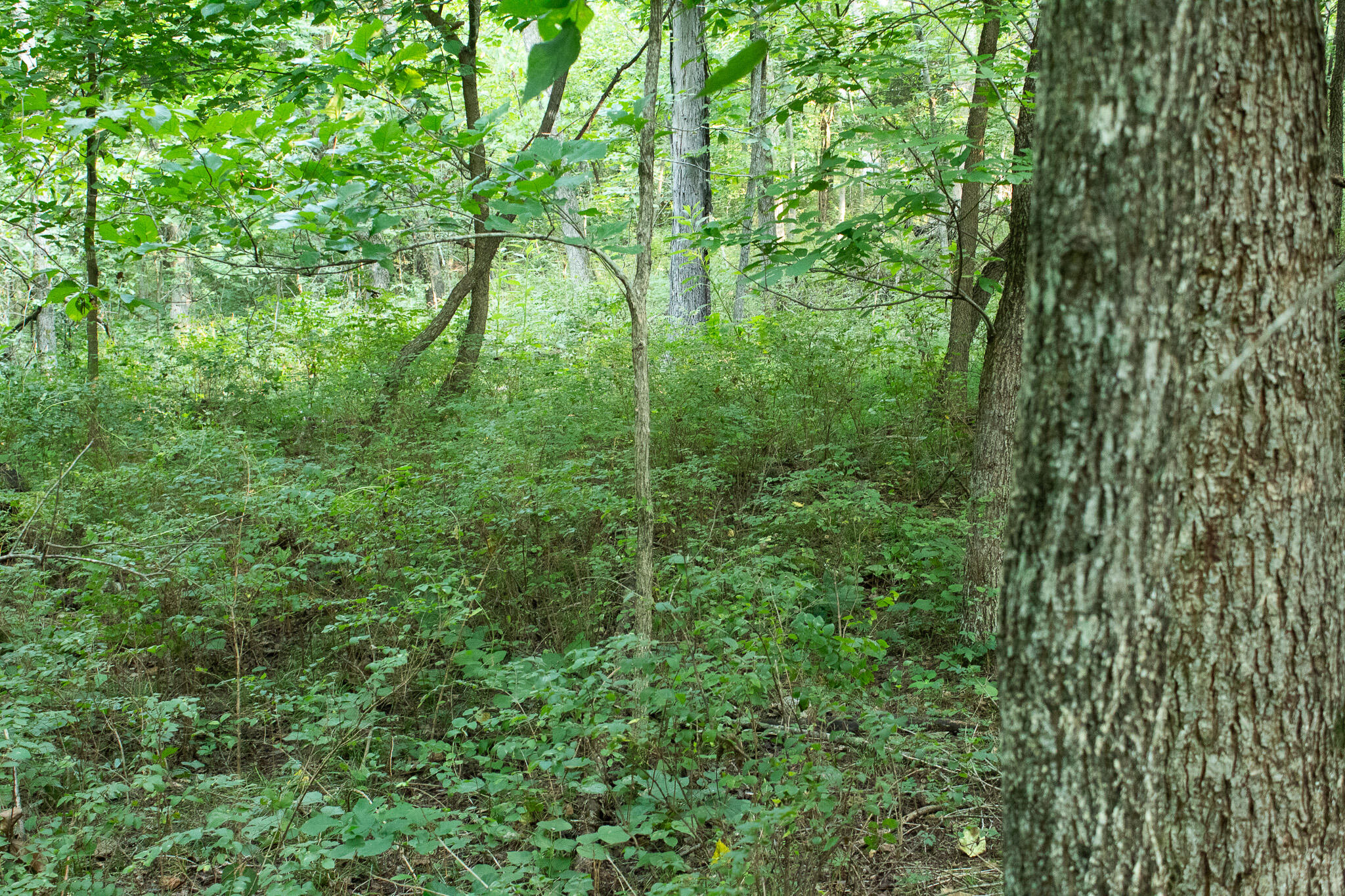Photo 28 - Land for sale – 000 N Farm Rd 69   Walnut Grove, MO