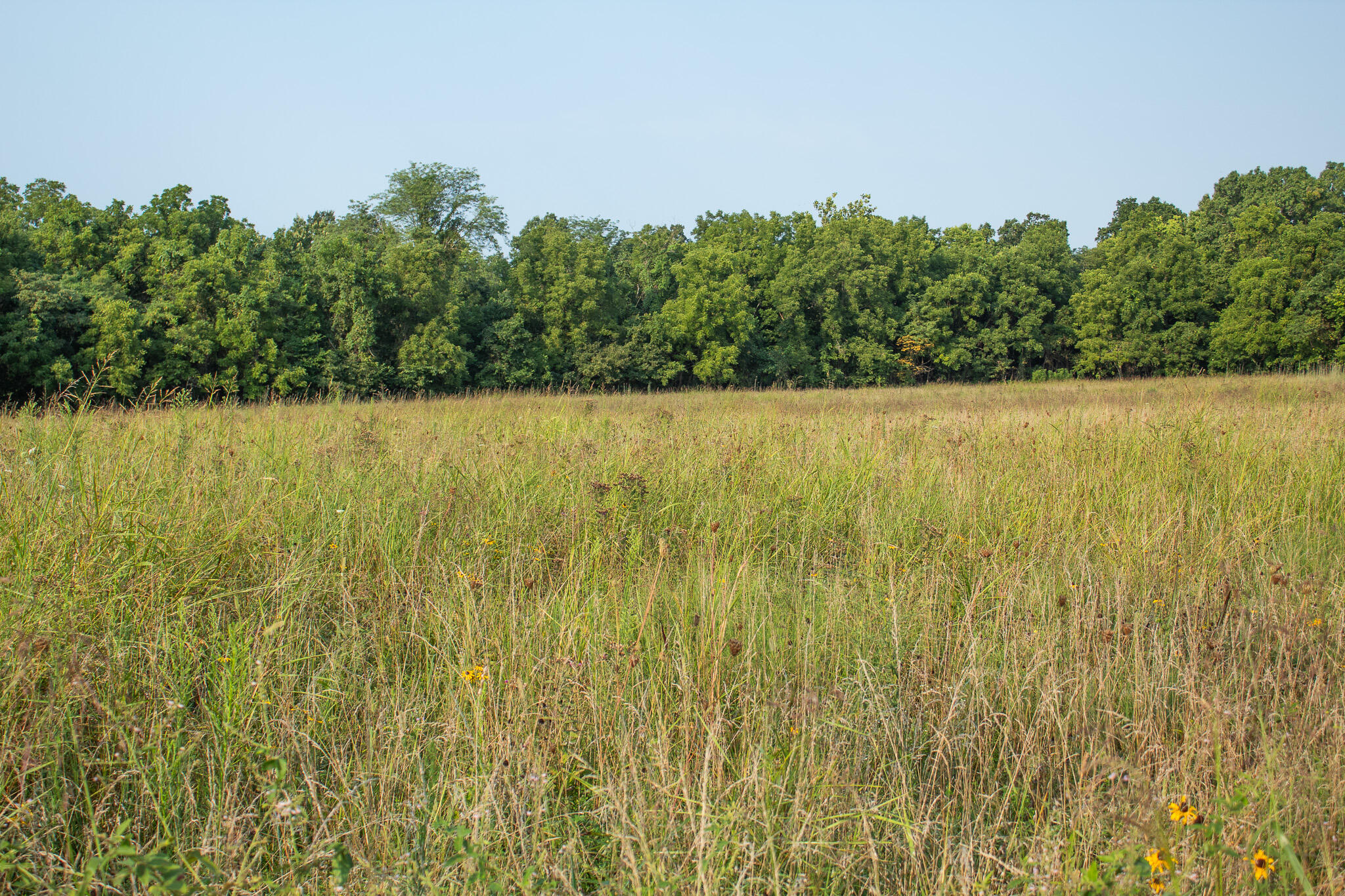Photo 14 - Land for sale – 000 N Farm Rd 69   Walnut Grove, MO
