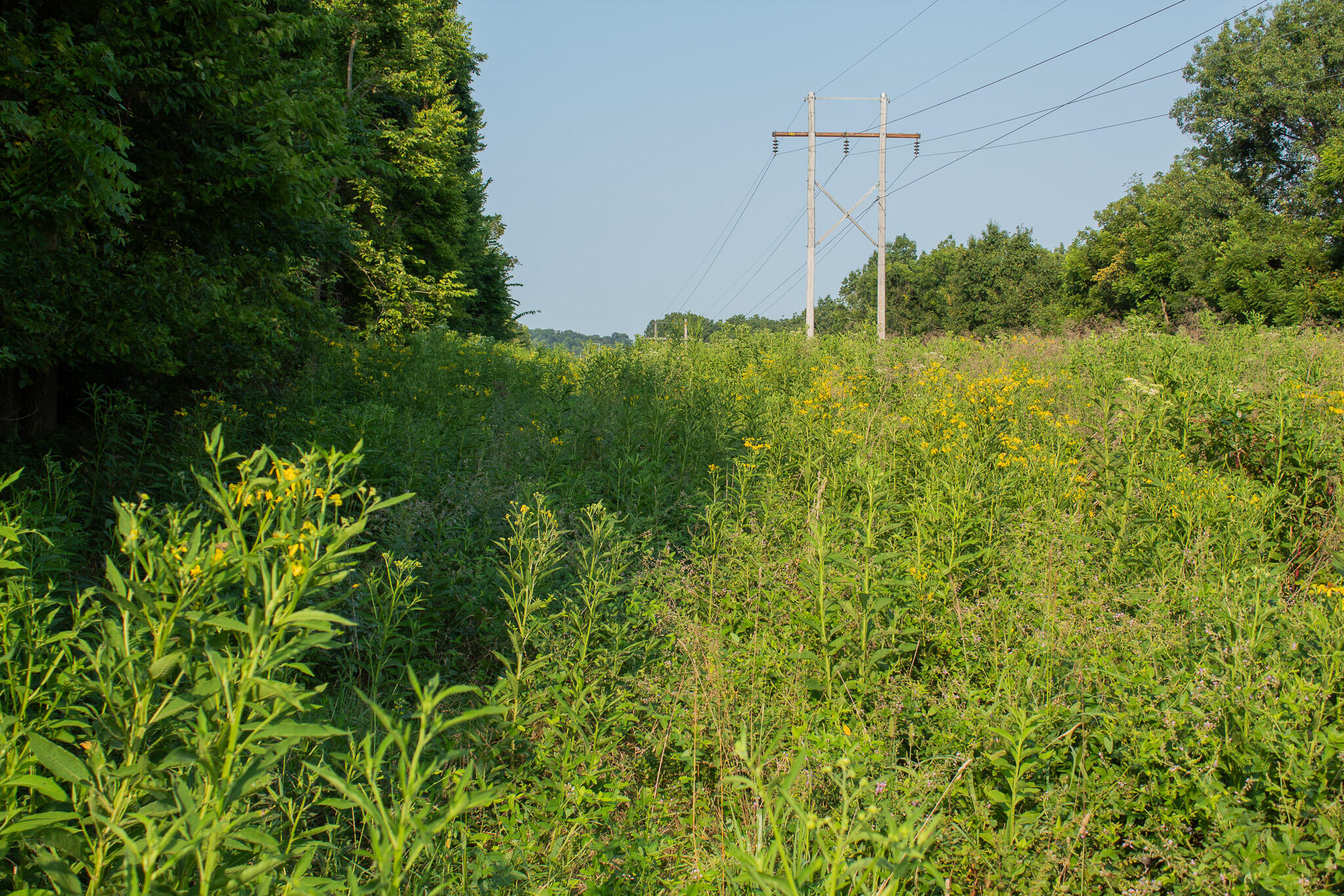 Photo 33 - Land for sale – 000 N Farm Rd 69   Walnut Grove, MO