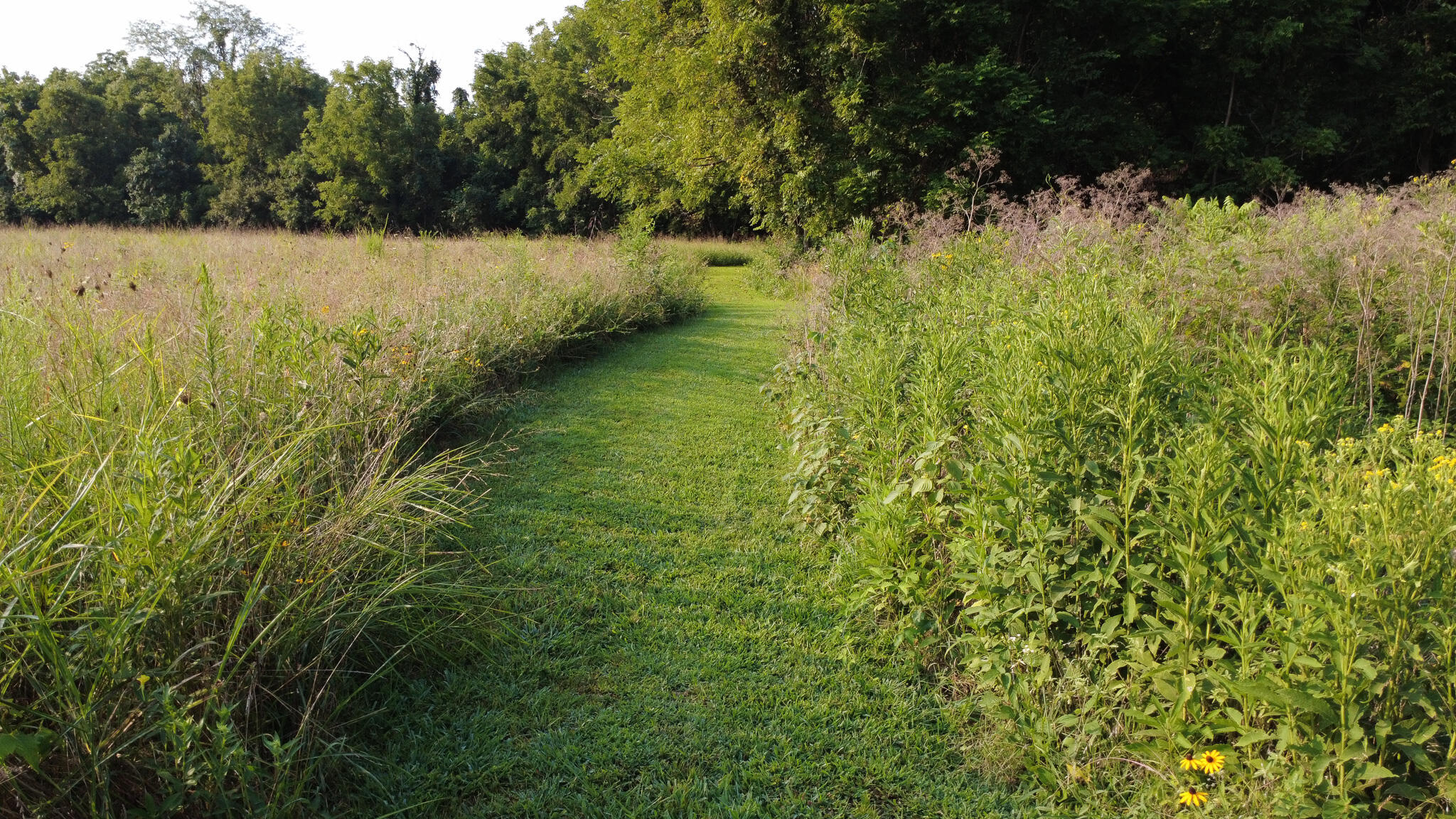Photo 9 - Land for sale – 000 N Farm Rd 69   Walnut Grove, MO