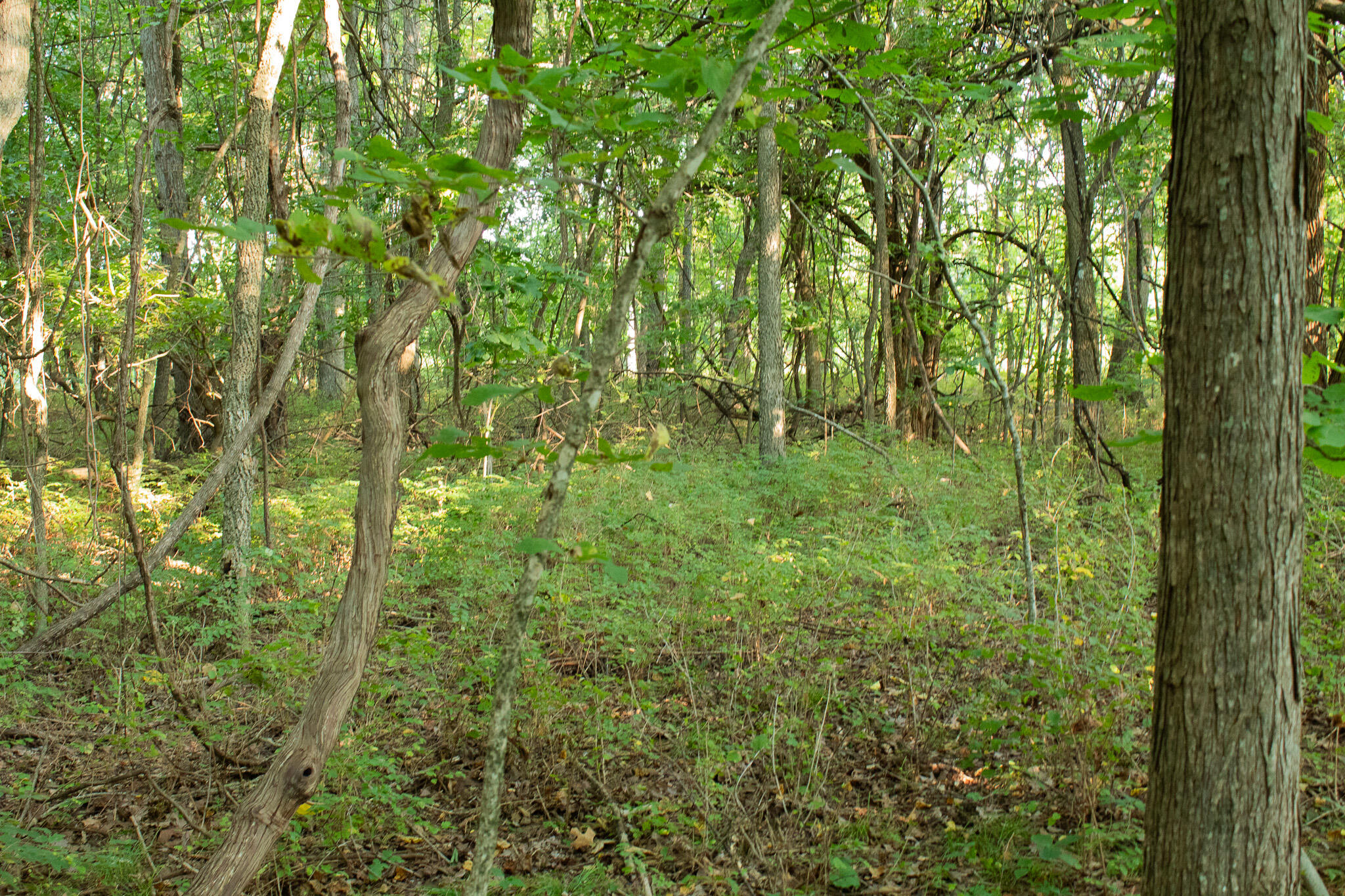 Photo 29 - Land for sale – 000 N Farm Rd 69   Walnut Grove, MO