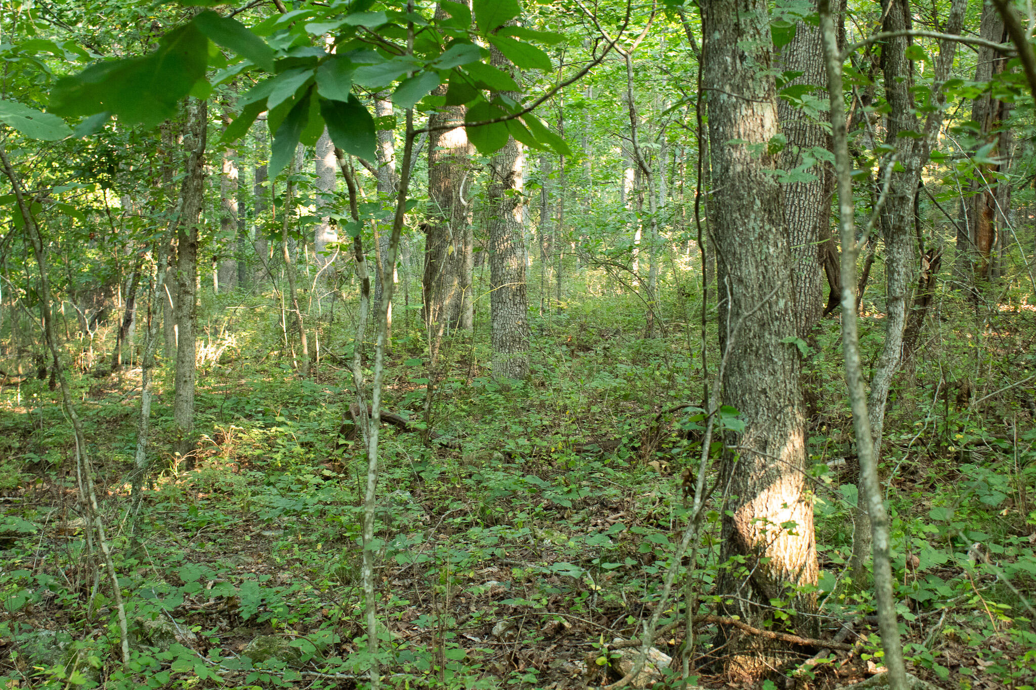 Photo 25 - Land for sale – 000 N Farm Rd 69   Walnut Grove, MO