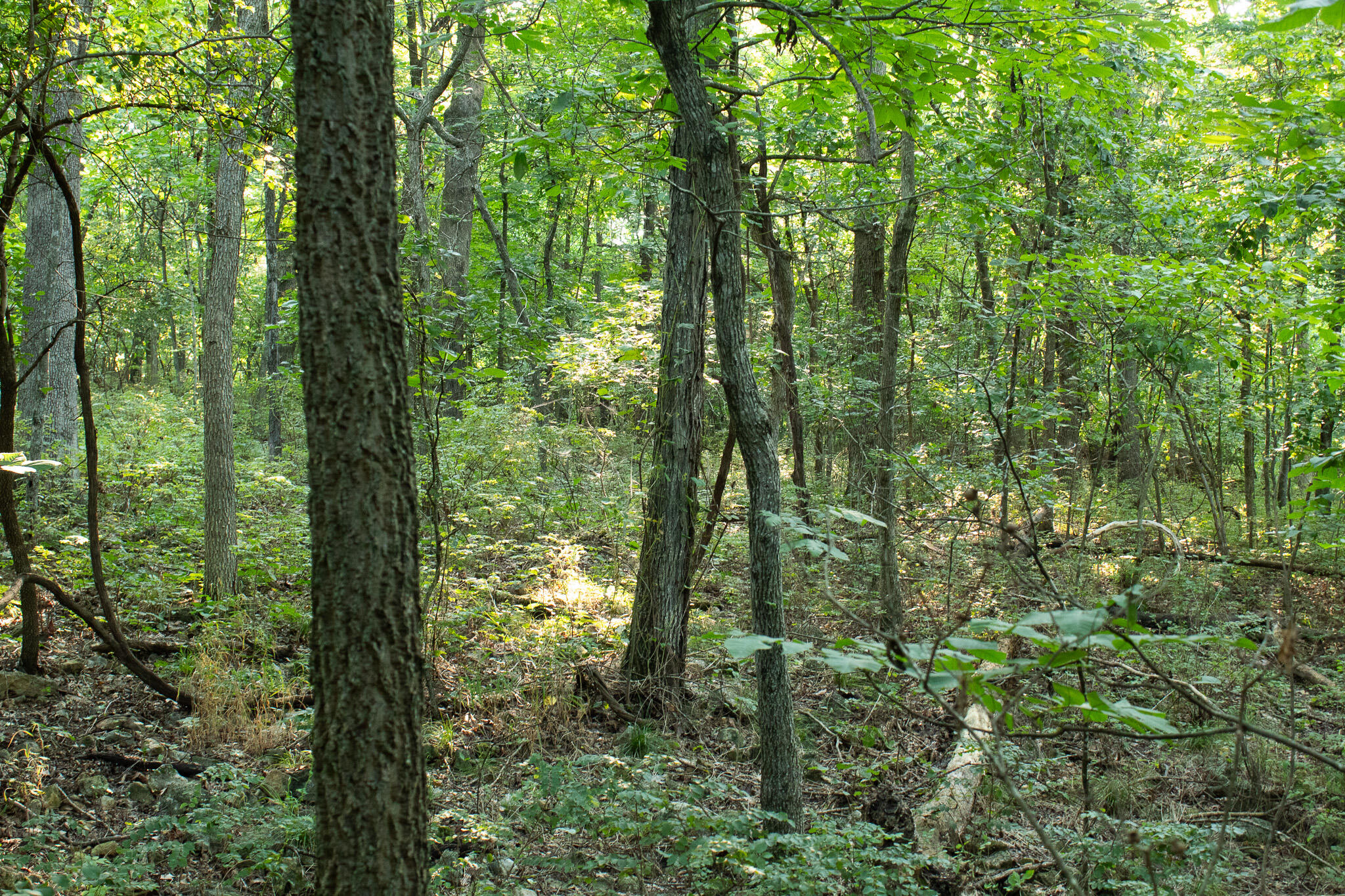 Photo 26 - Land for sale – 000 N Farm Rd 69   Walnut Grove, MO