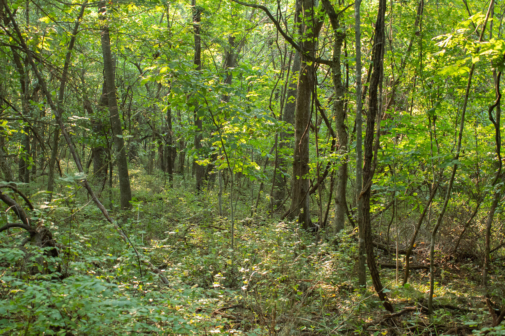 Photo 22 - Land for sale – 000 N Farm Rd 69   Walnut Grove, MO