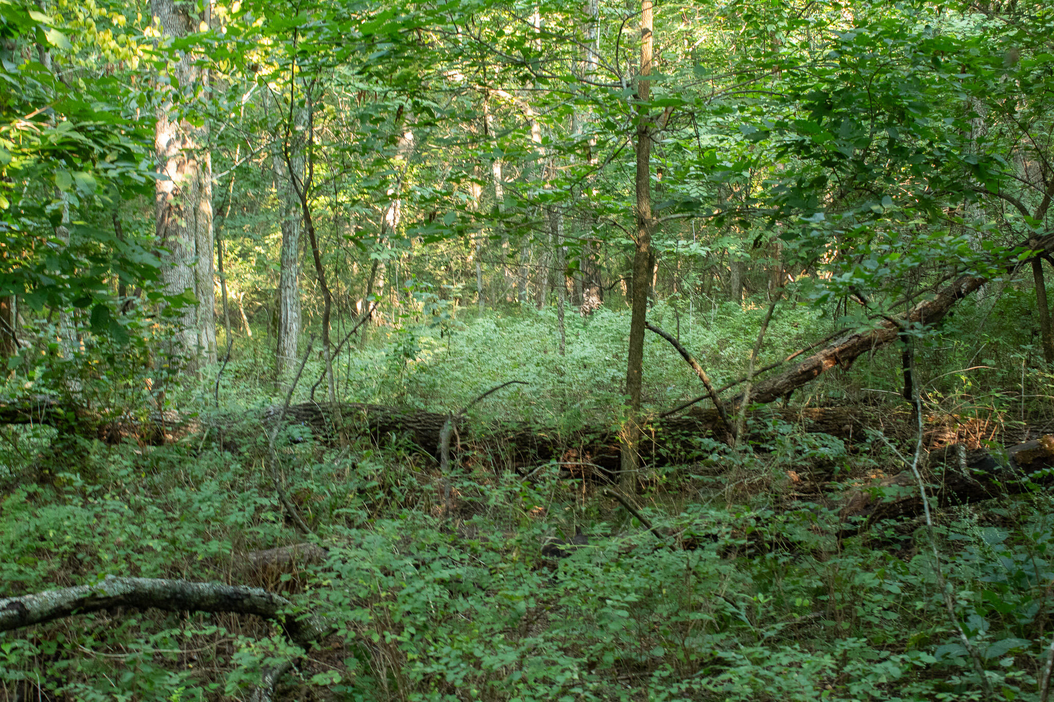 Photo 27 - Land for sale – 000 N Farm Rd 69   Walnut Grove, MO
