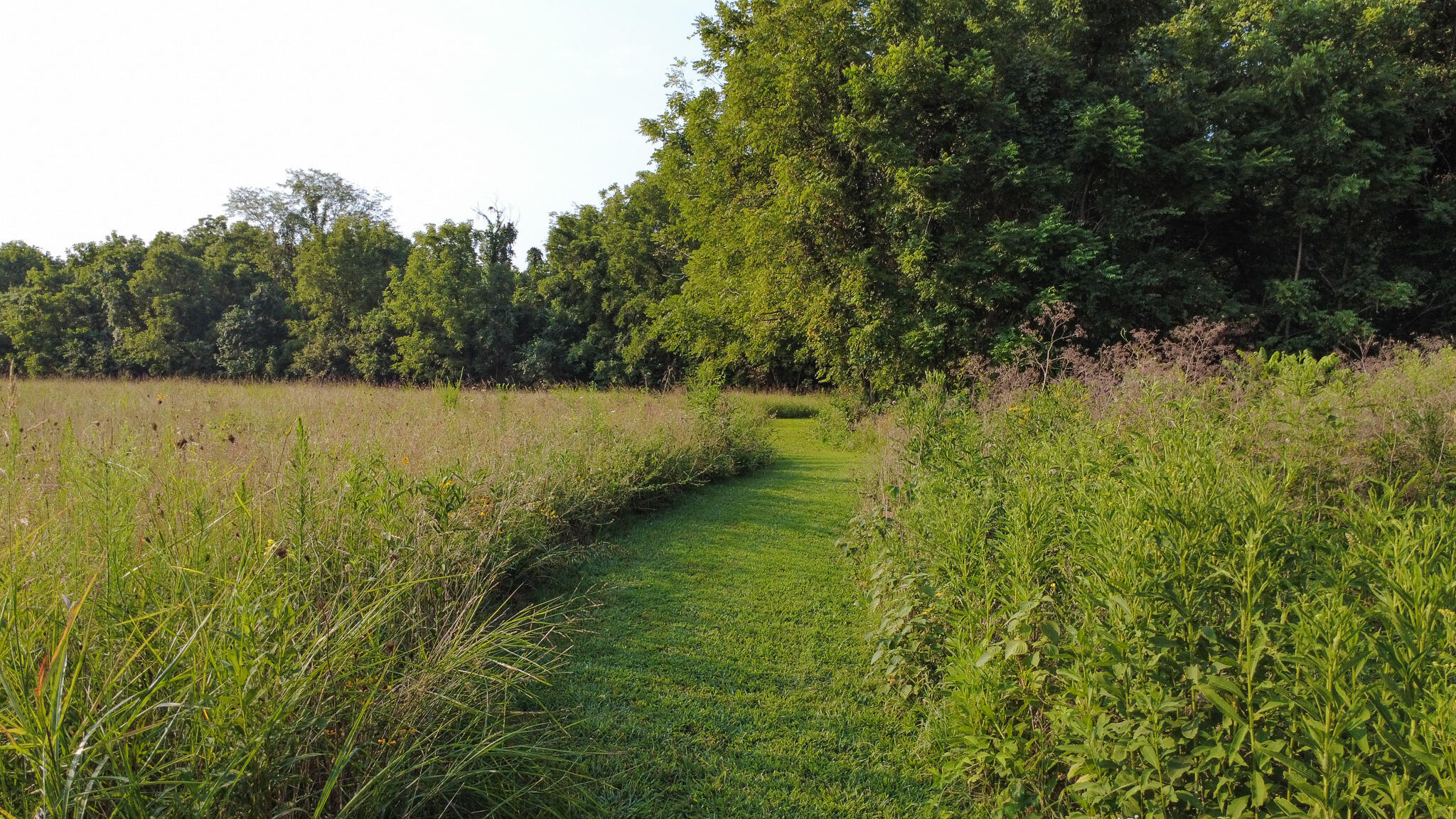 Photo 10 - Land for sale – 000 N Farm Rd 69   Walnut Grove, MO