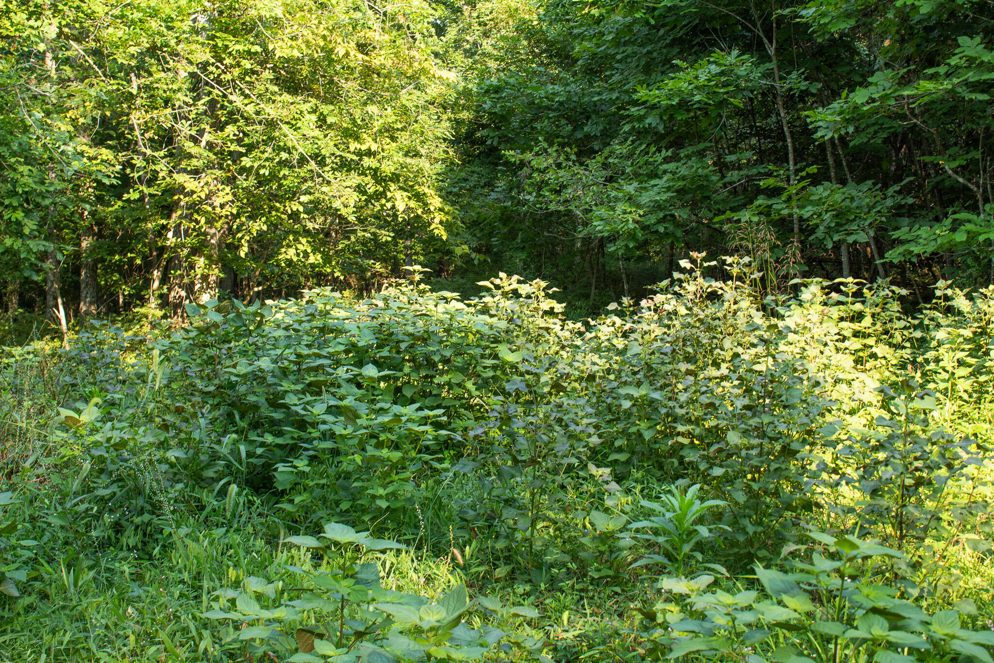 Photo 24 - Land for sale – 000 N Farm Rd 69   Walnut Grove, MO