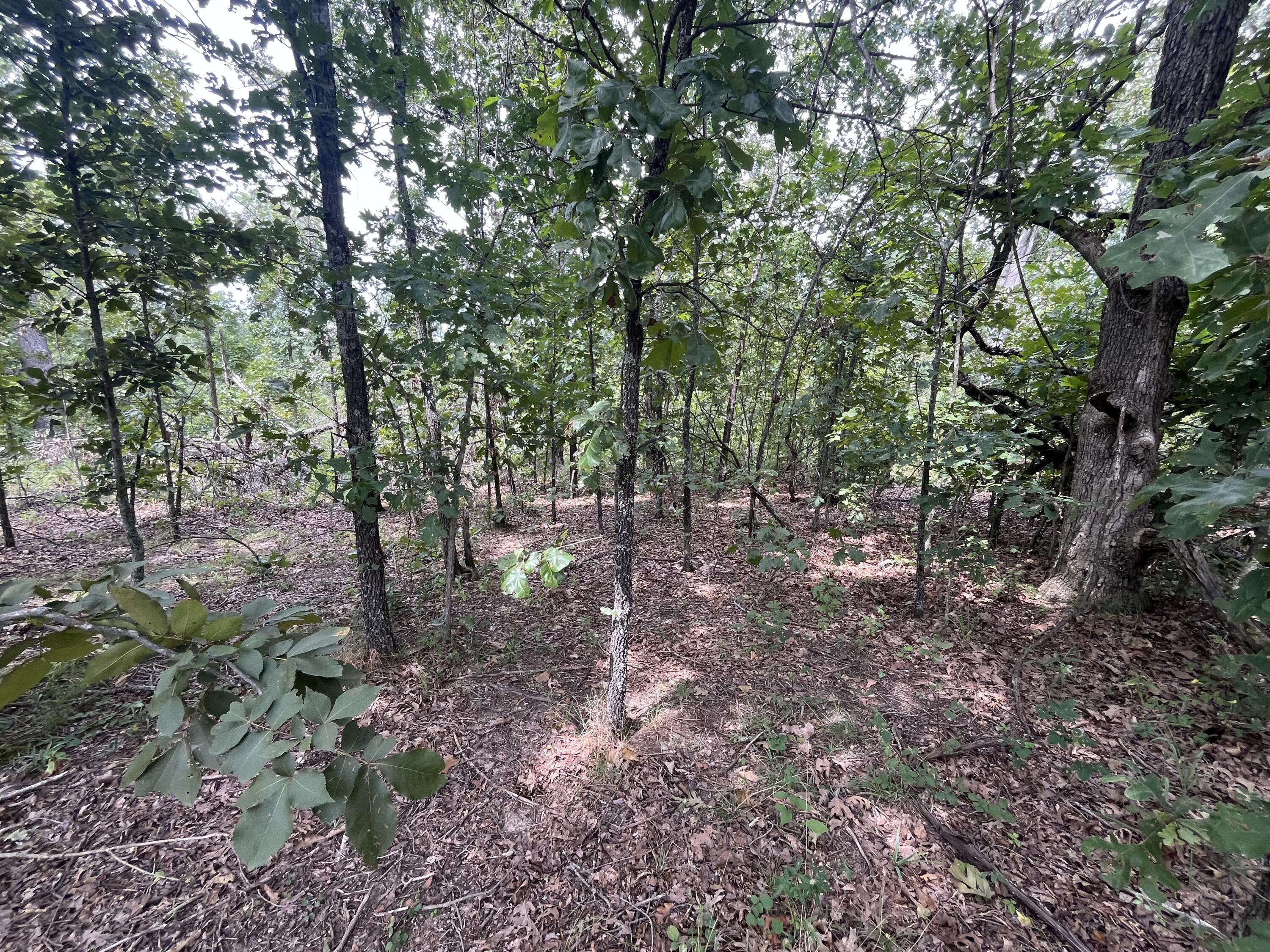 Photo 19 - Land for sale – 1  Partridge Drive  Climax Springs, MO