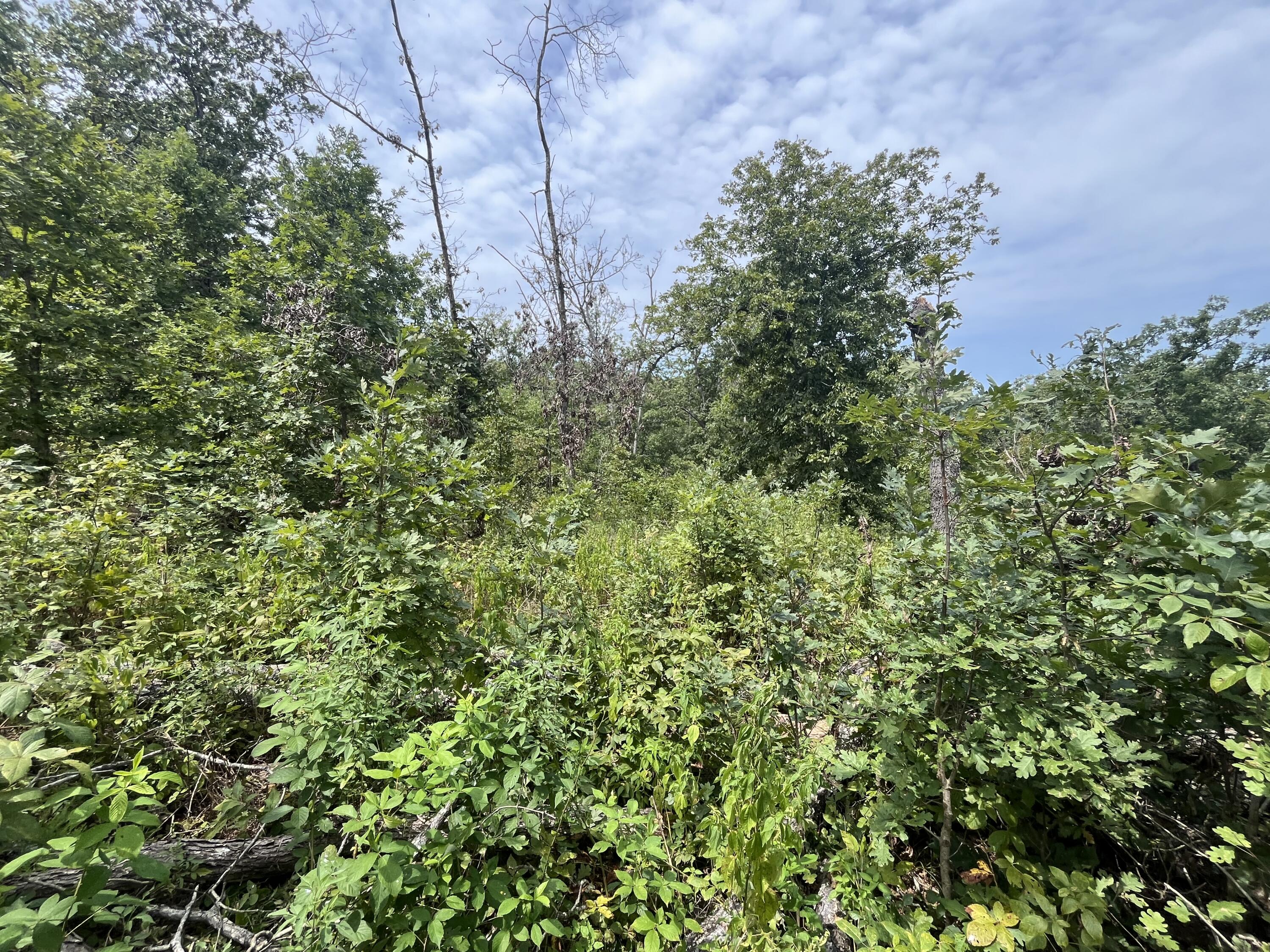 Photo 11 - Land for sale – 1  Partridge Drive  Climax Springs, MO