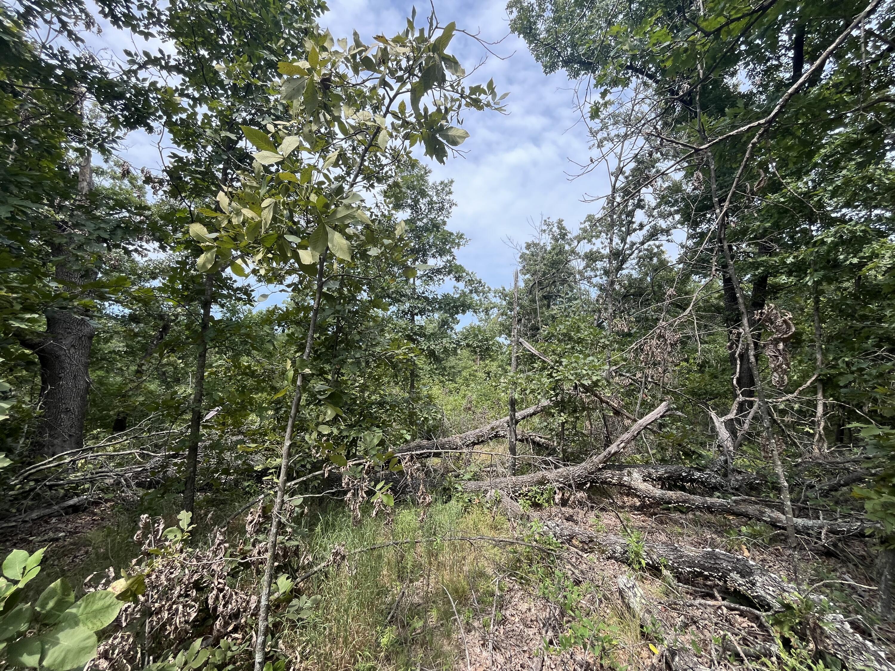 Photo 20 - Land for sale – 1  Partridge Drive  Climax Springs, MO