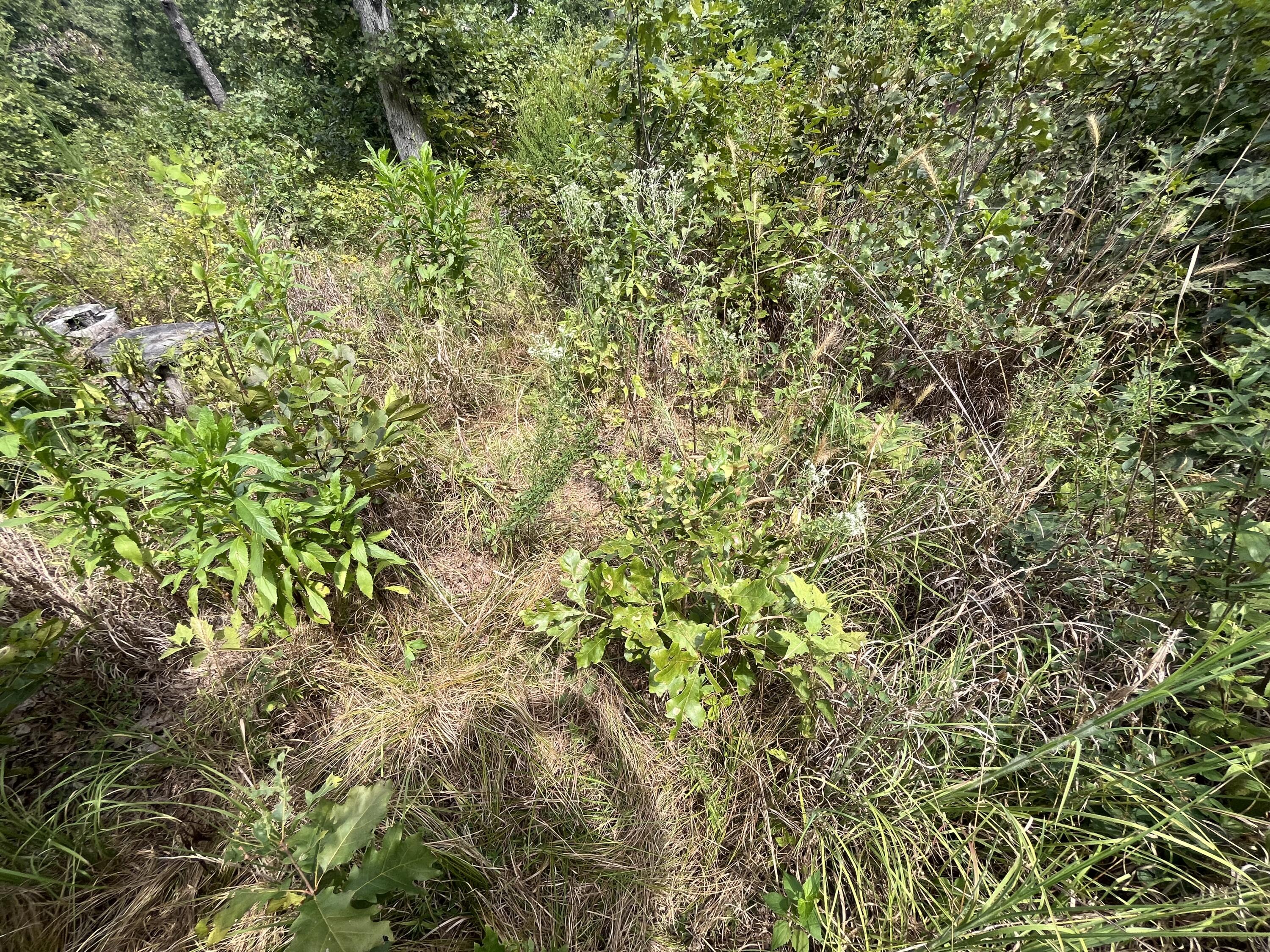Photo 13 - Land for sale – 1  Partridge Drive  Climax Springs, MO