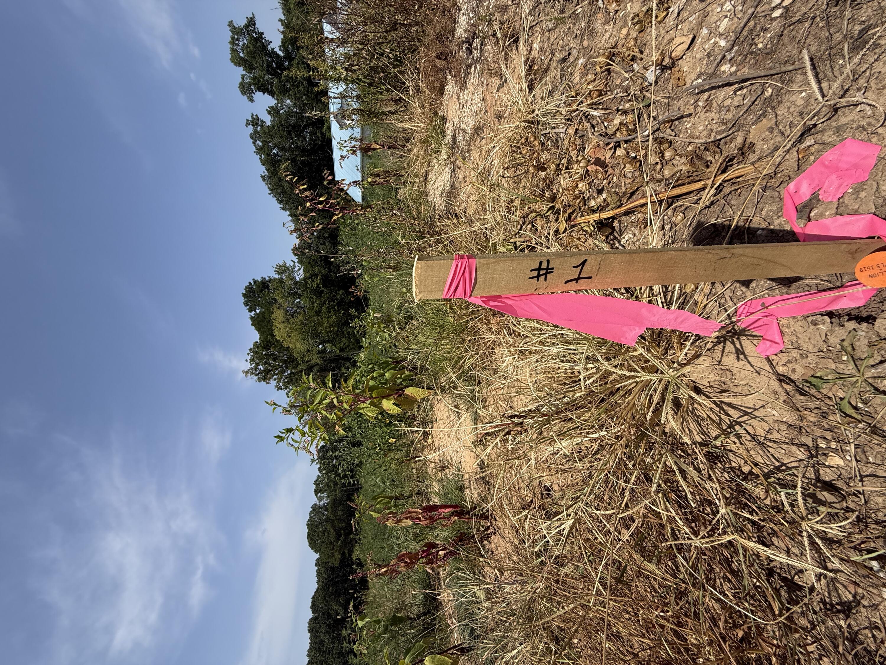 Land for sale – Lot 1  Little Street  Seligman, MO