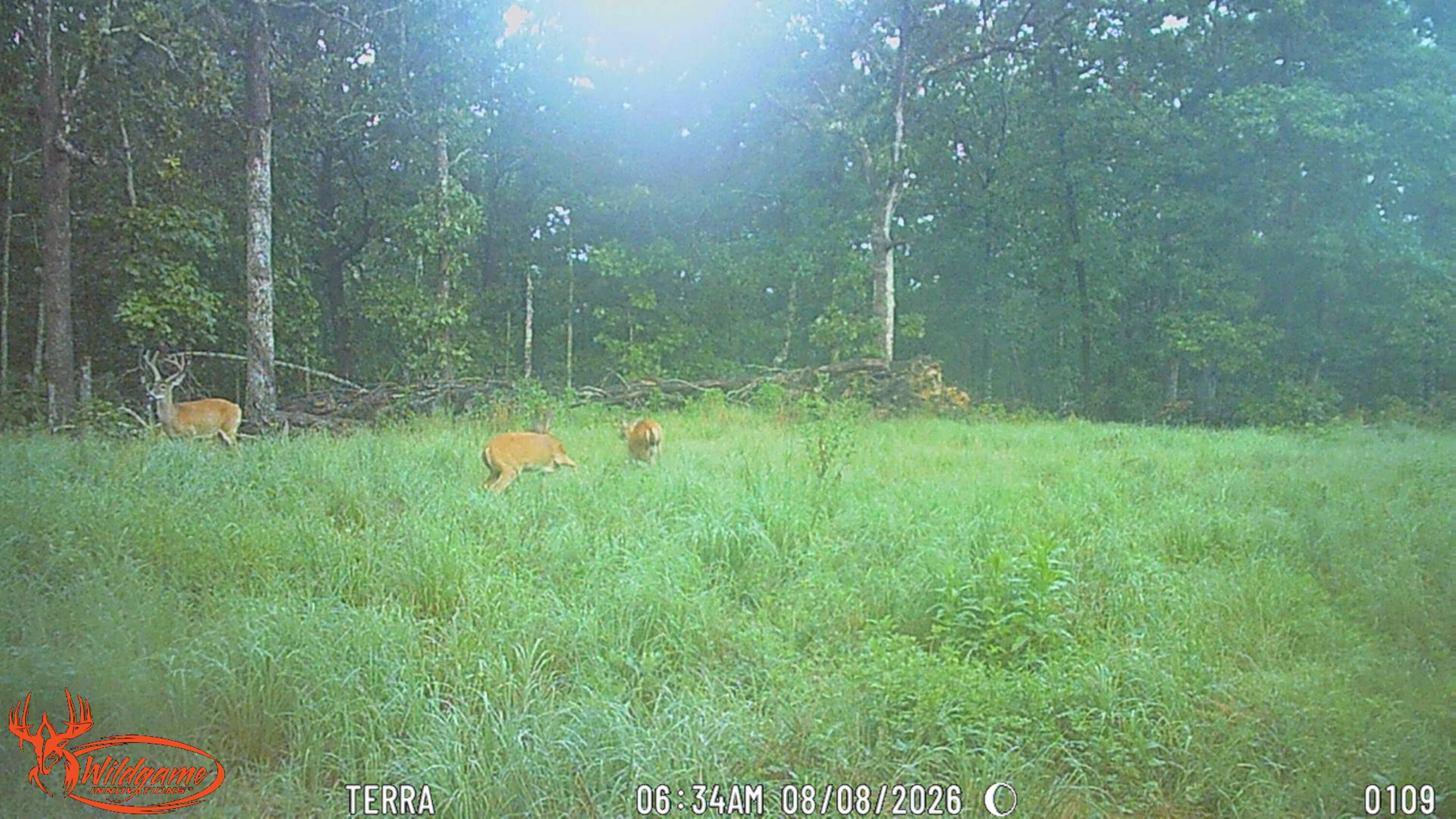 Photo 14 - Land for sale – 000  Berry Road  Cabool, MO