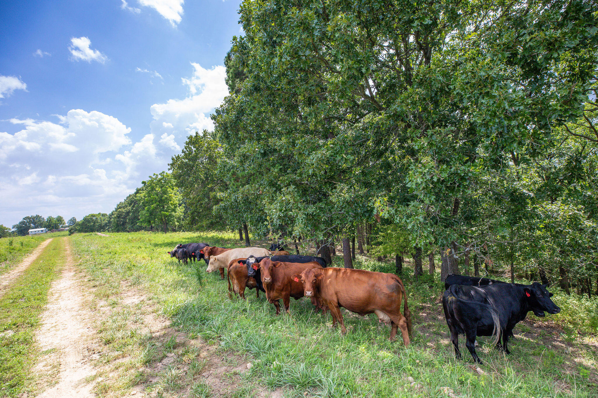 Photo 21 - Land for sale – Tbd  Dewdrop Road  Blue Eye, MO