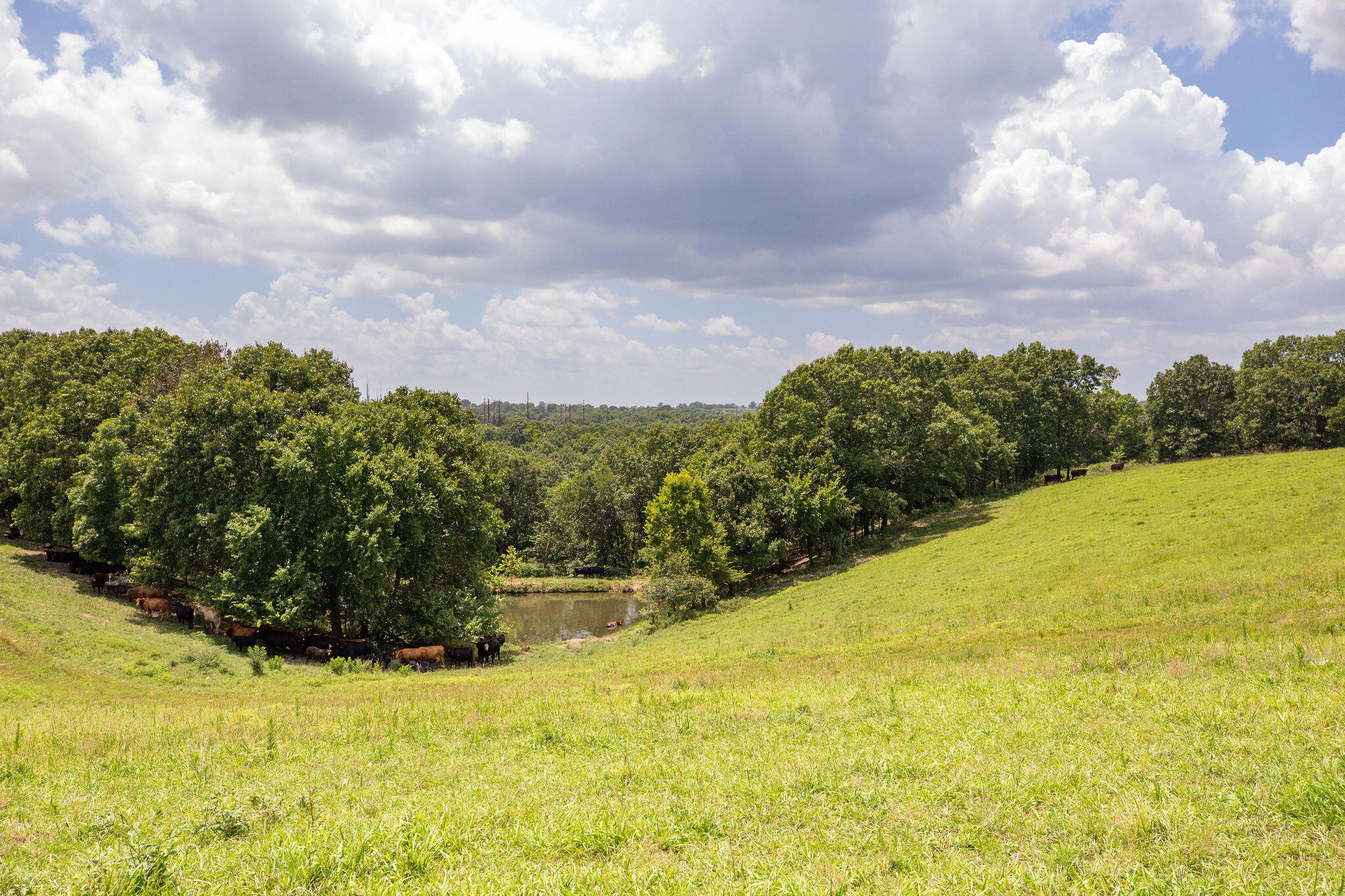 Photo 6 - Land for sale – Tbd  Dewdrop Road  Blue Eye, MO