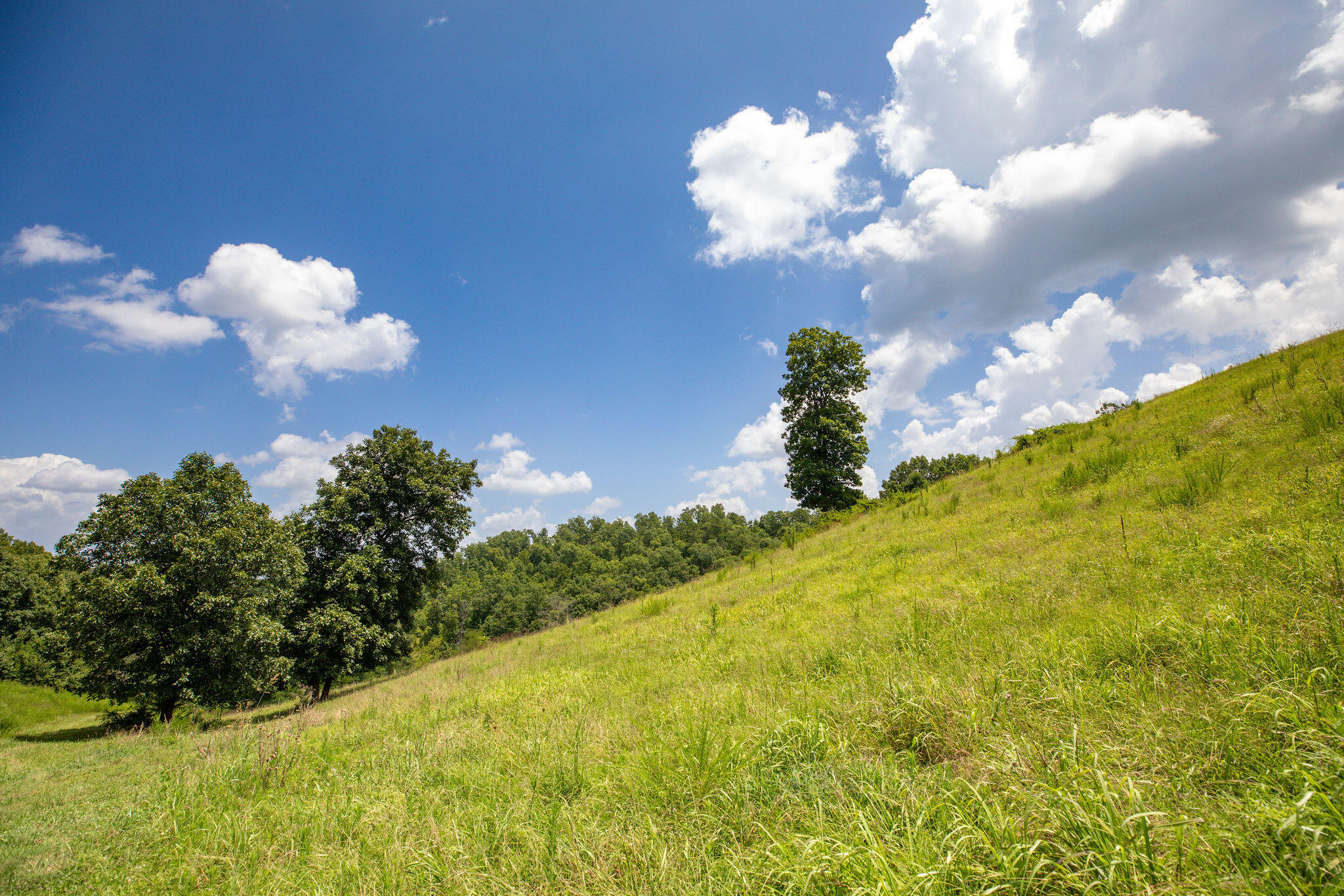 Photo 10 - Land for sale – Tbd  Dewdrop Road  Blue Eye, MO