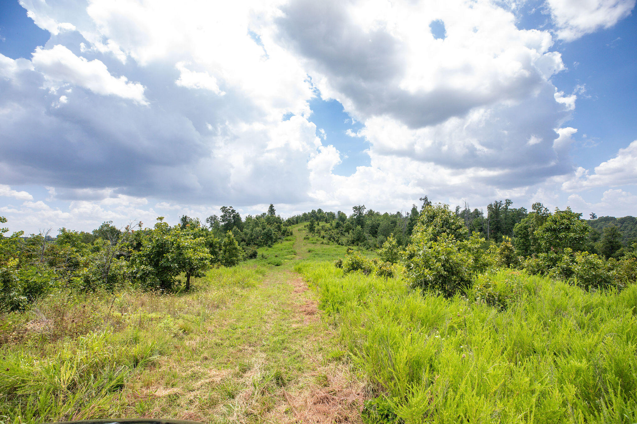 Photo 12 - Land for sale – Tbd  Dewdrop Road  Blue Eye, MO
