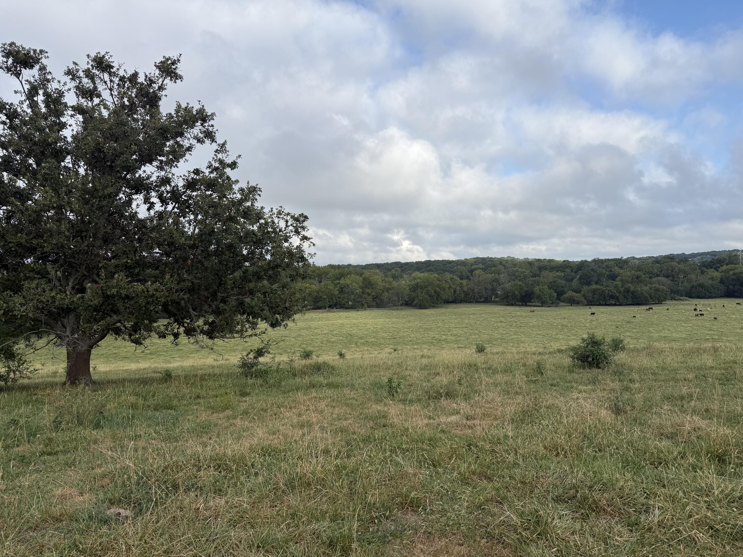 Photo 3 - Land for sale – Tract 2 S Farm Road 55   Republic, MO