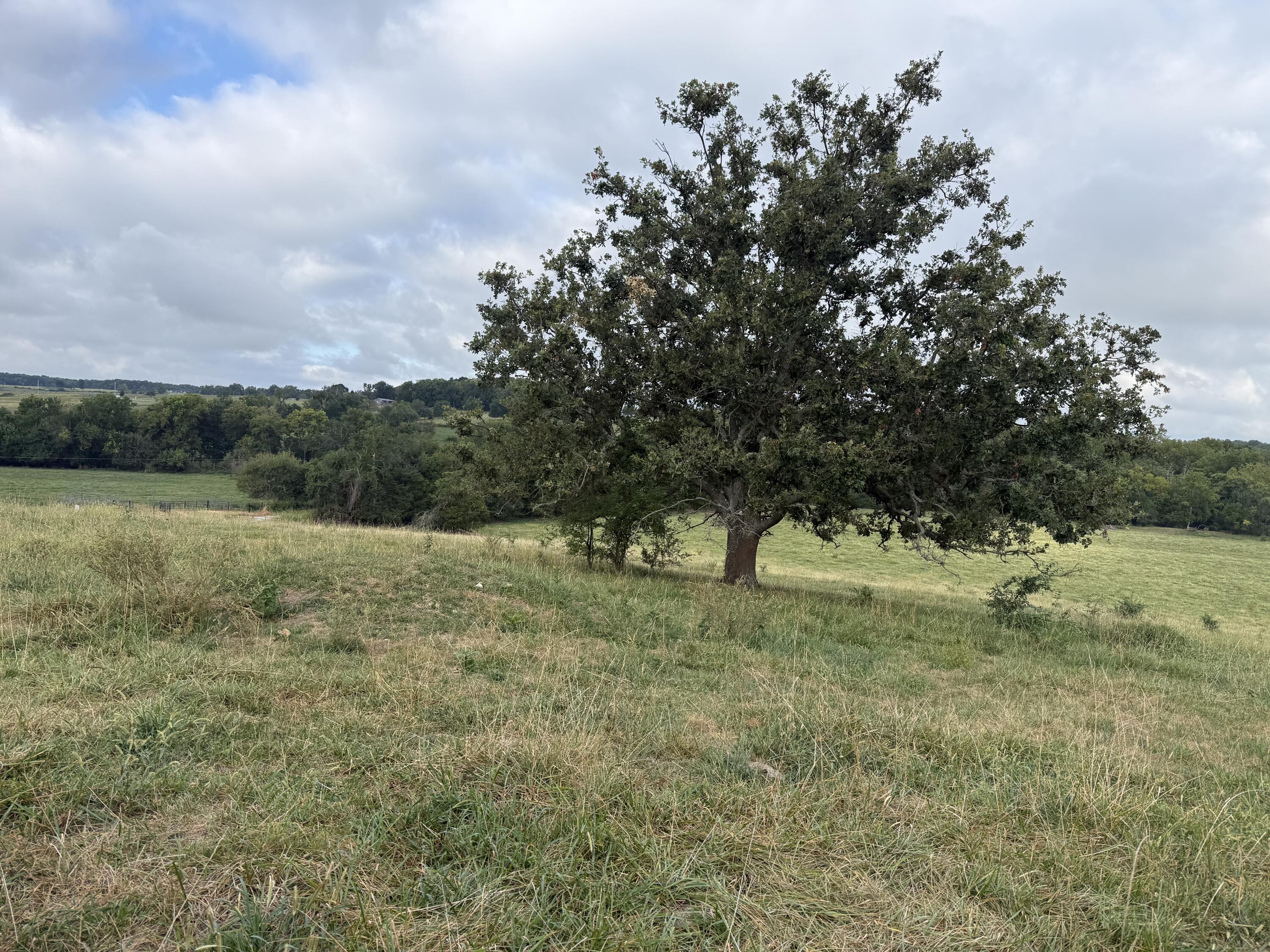 Photo 5 - Land for sale – Tract 2 S Farm Road 55   Republic, MO