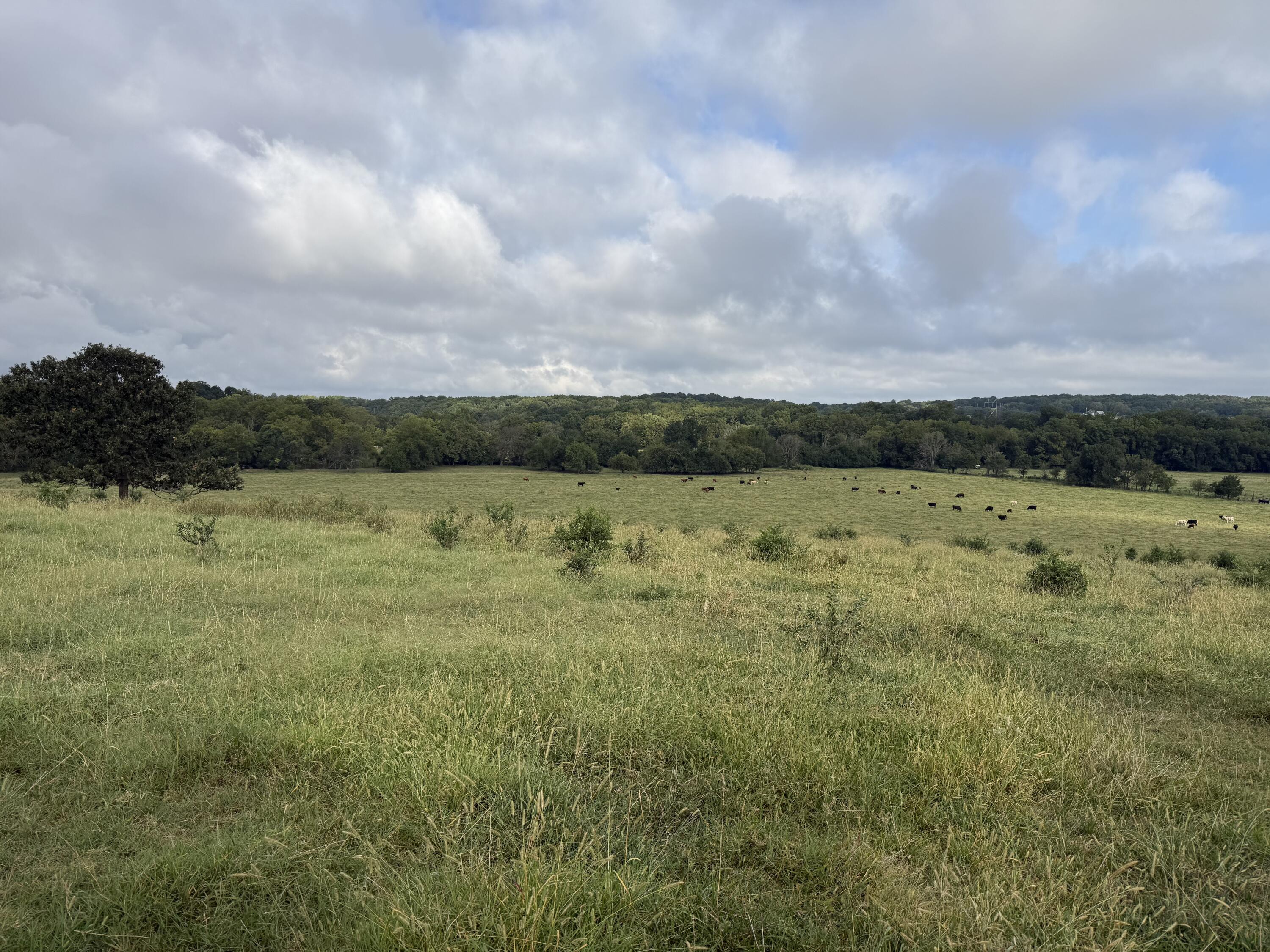 Photo 4 - Land for sale – Tract 2 S Farm Road 55   Republic, MO