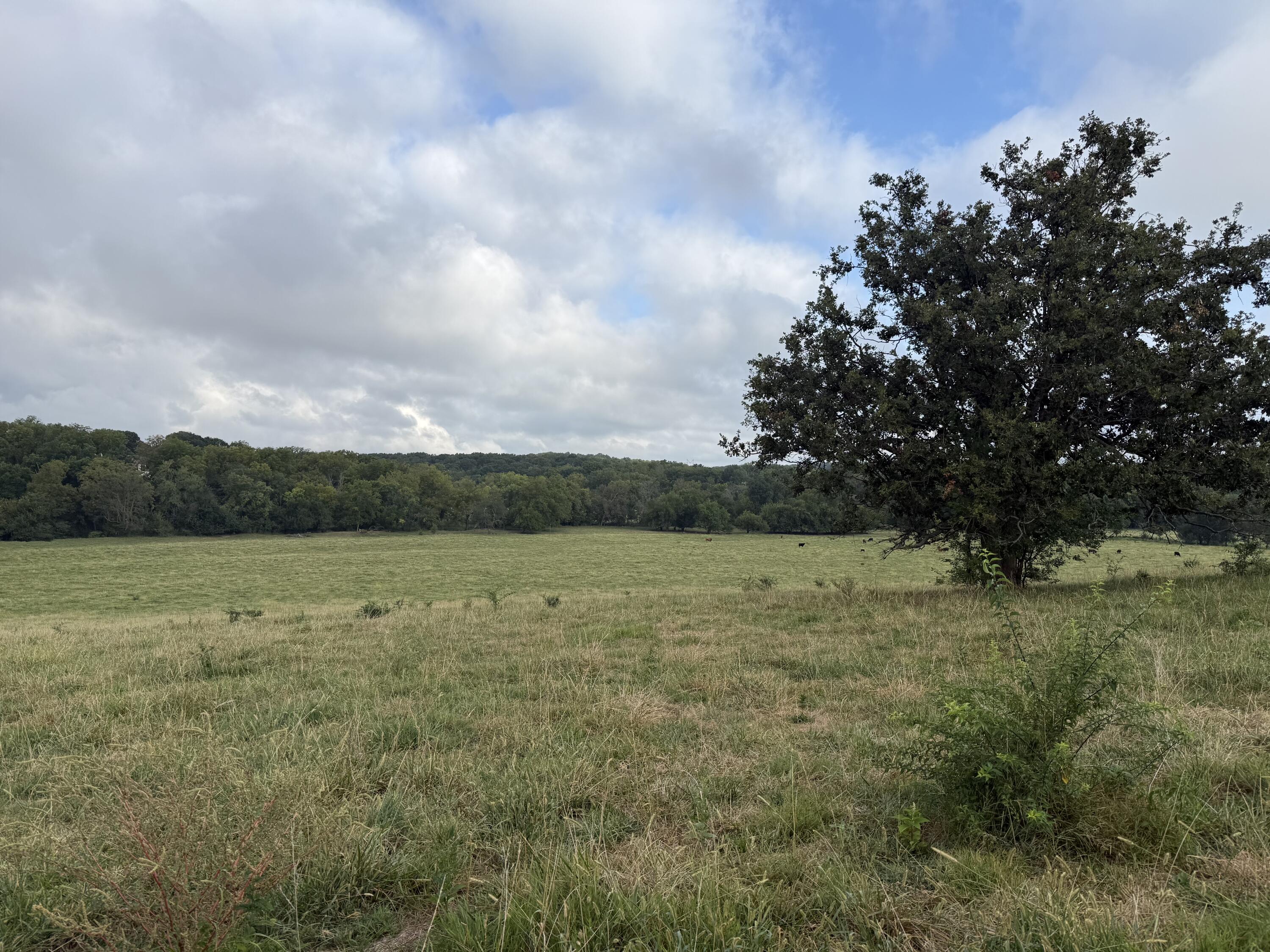 Photo 3 - Land for sale – Tract 3 S Farm Road 55   Republic, MO