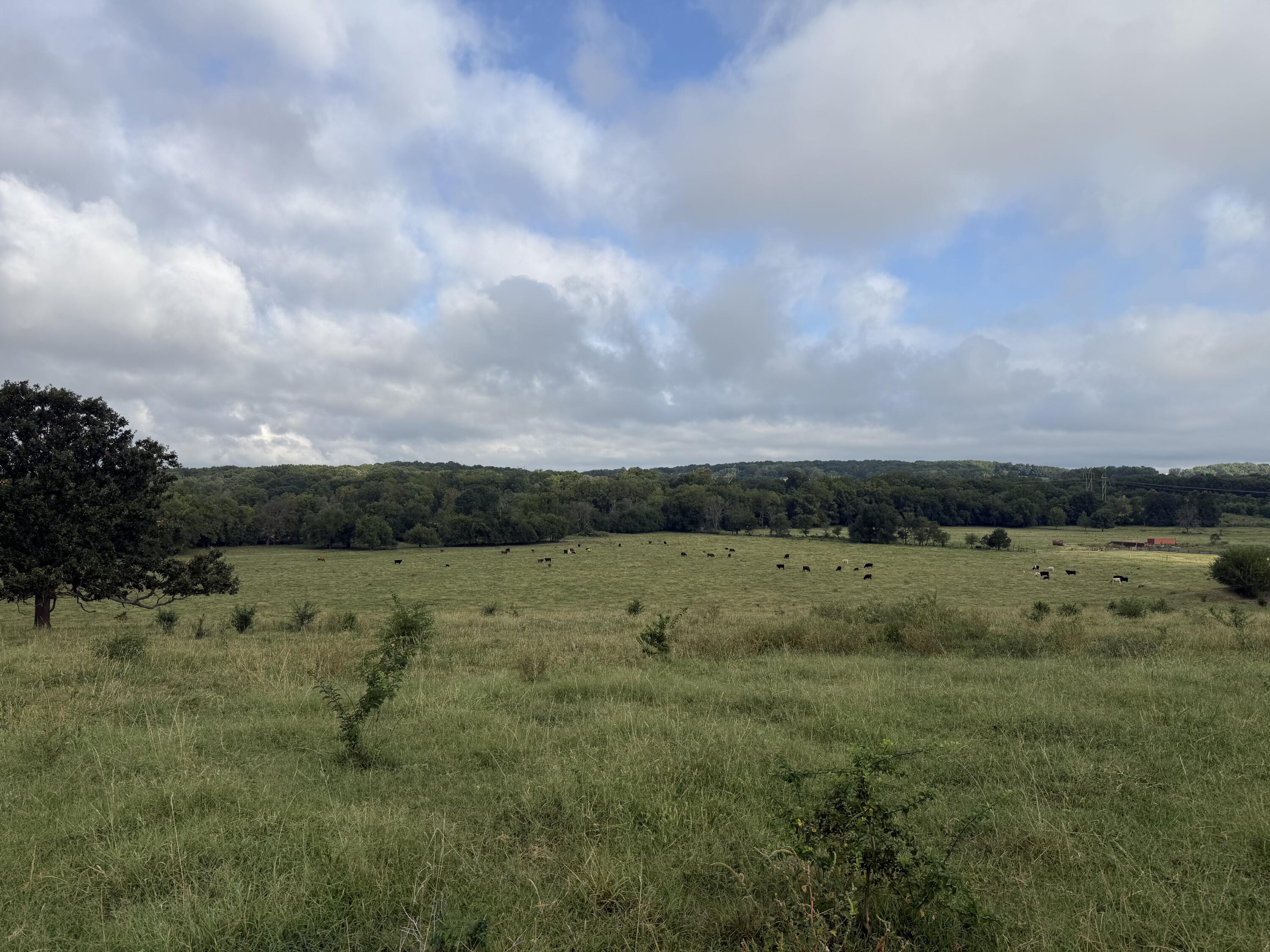 Photo 3 - Land for sale – Tract 5 S Farm Road 55   Republic, MO