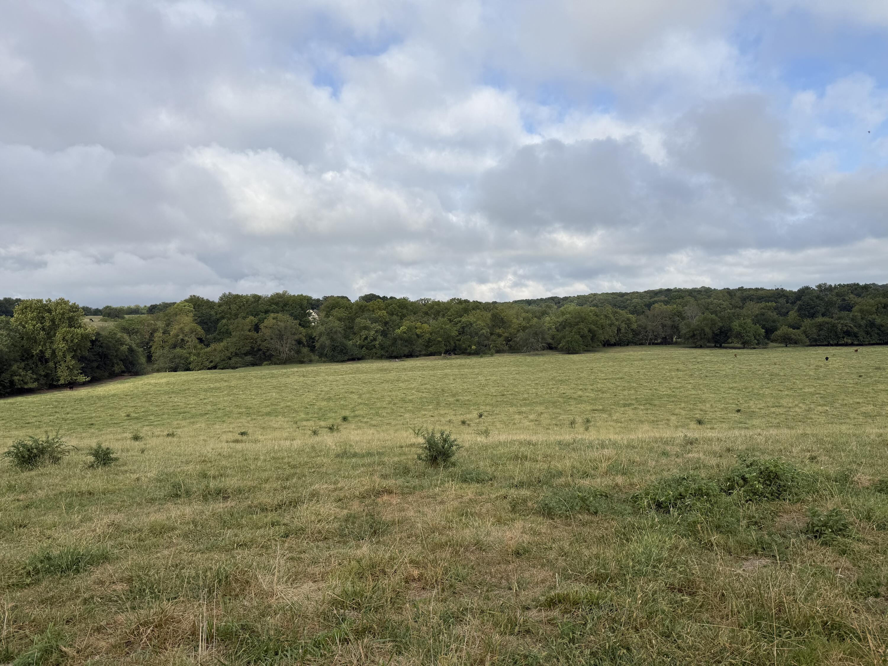 Photo 7 - Land for sale – Tract 5 S Farm Road 55   Republic, MO