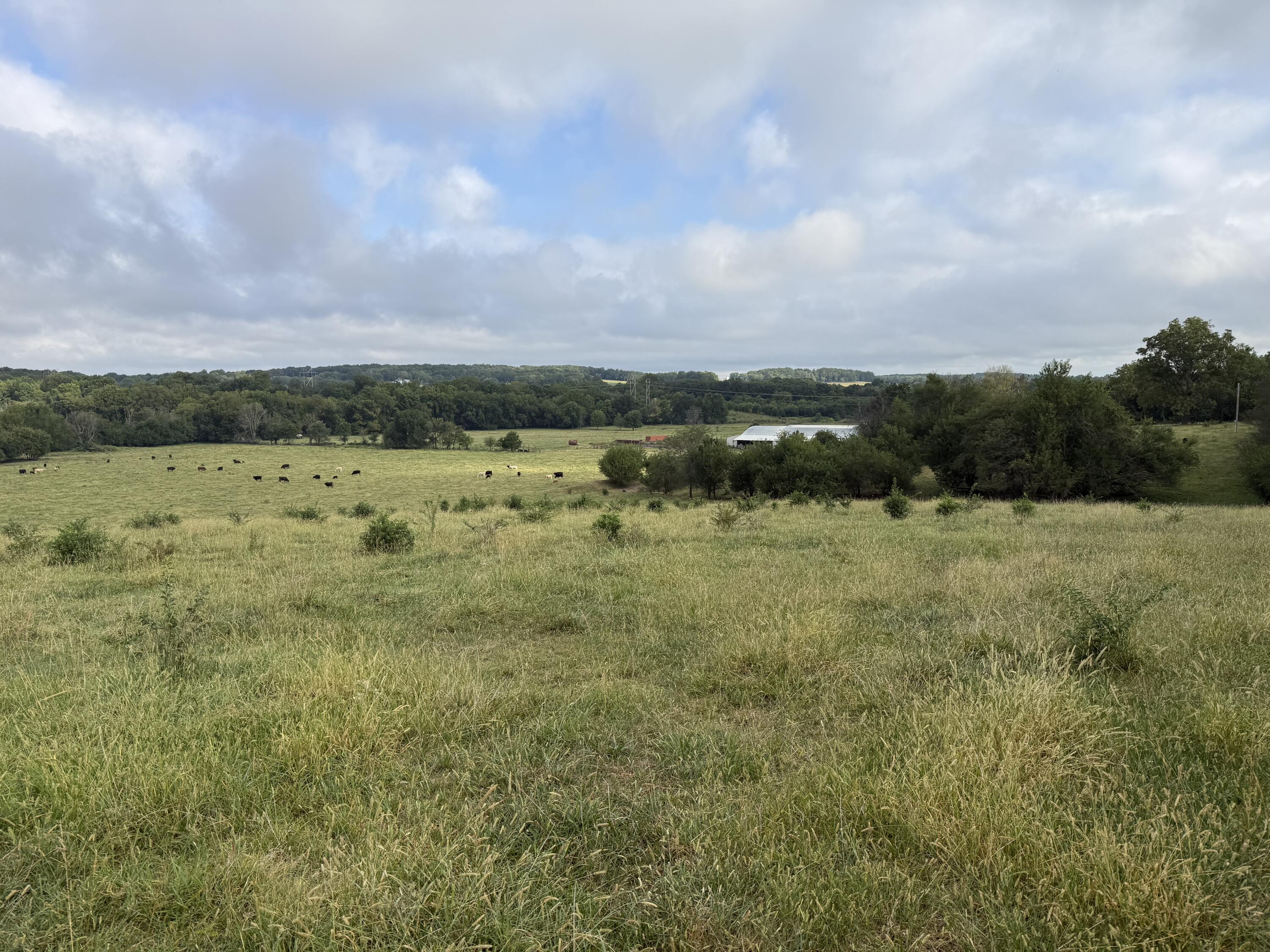 Photo 4 - Land for sale – Tract 5 S Farm Road 55   Republic, MO