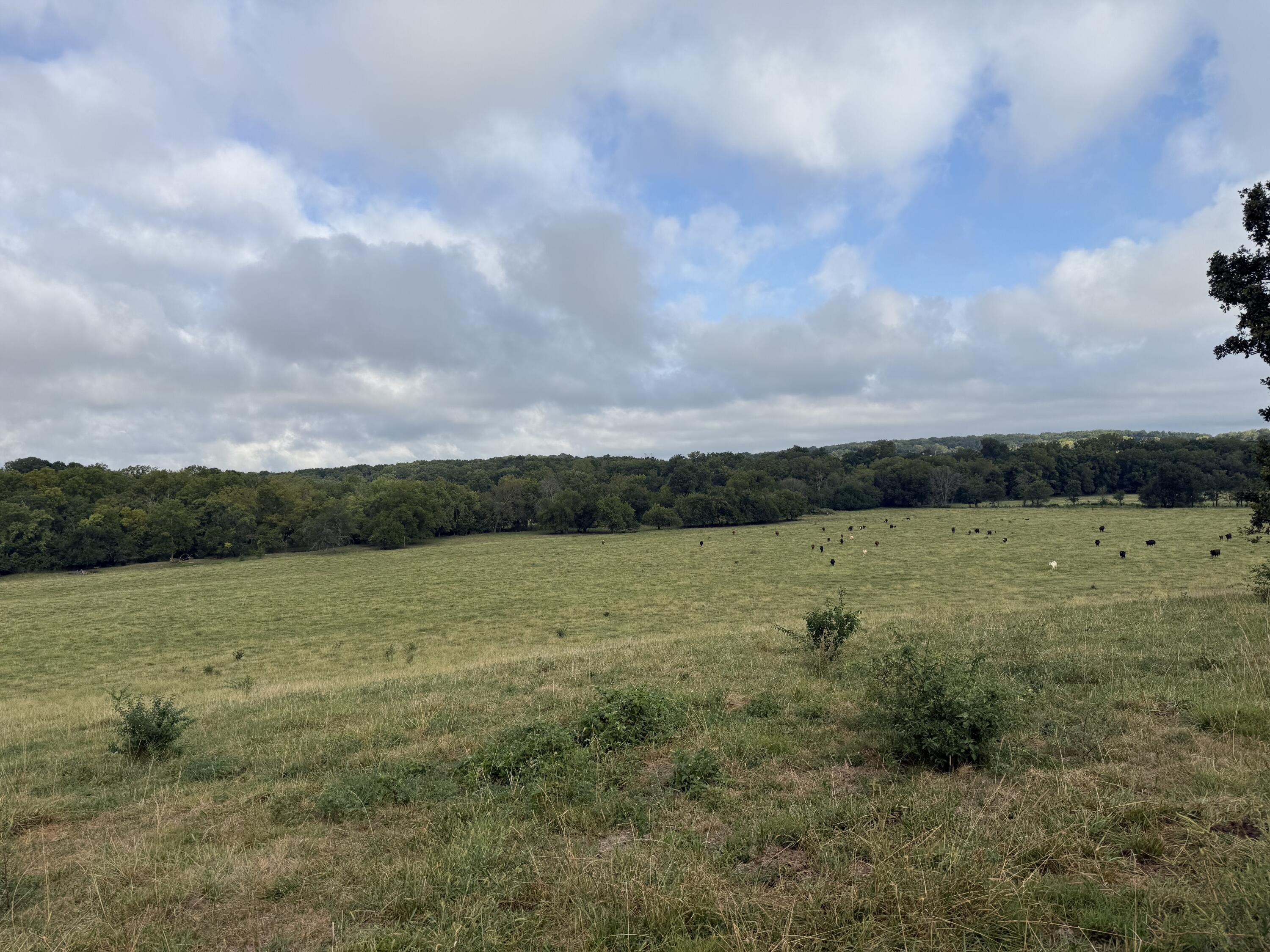 Photo 8 - Land for sale – Tract 5 S Farm Road 55   Republic, MO