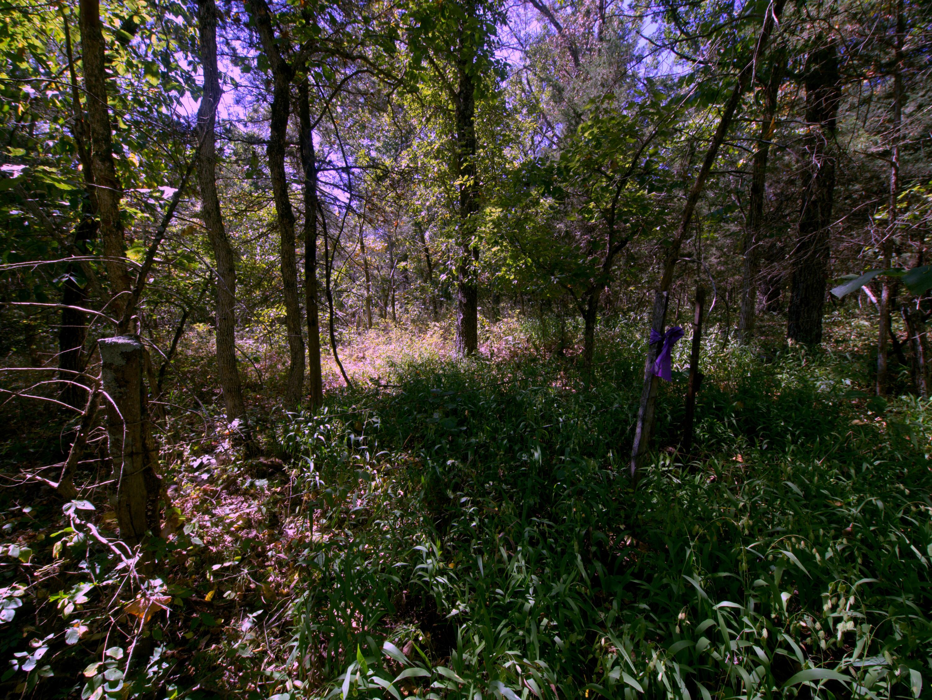 Photo 9 - Land for sale – Tract 1  Simpson Road  Urbana, MO