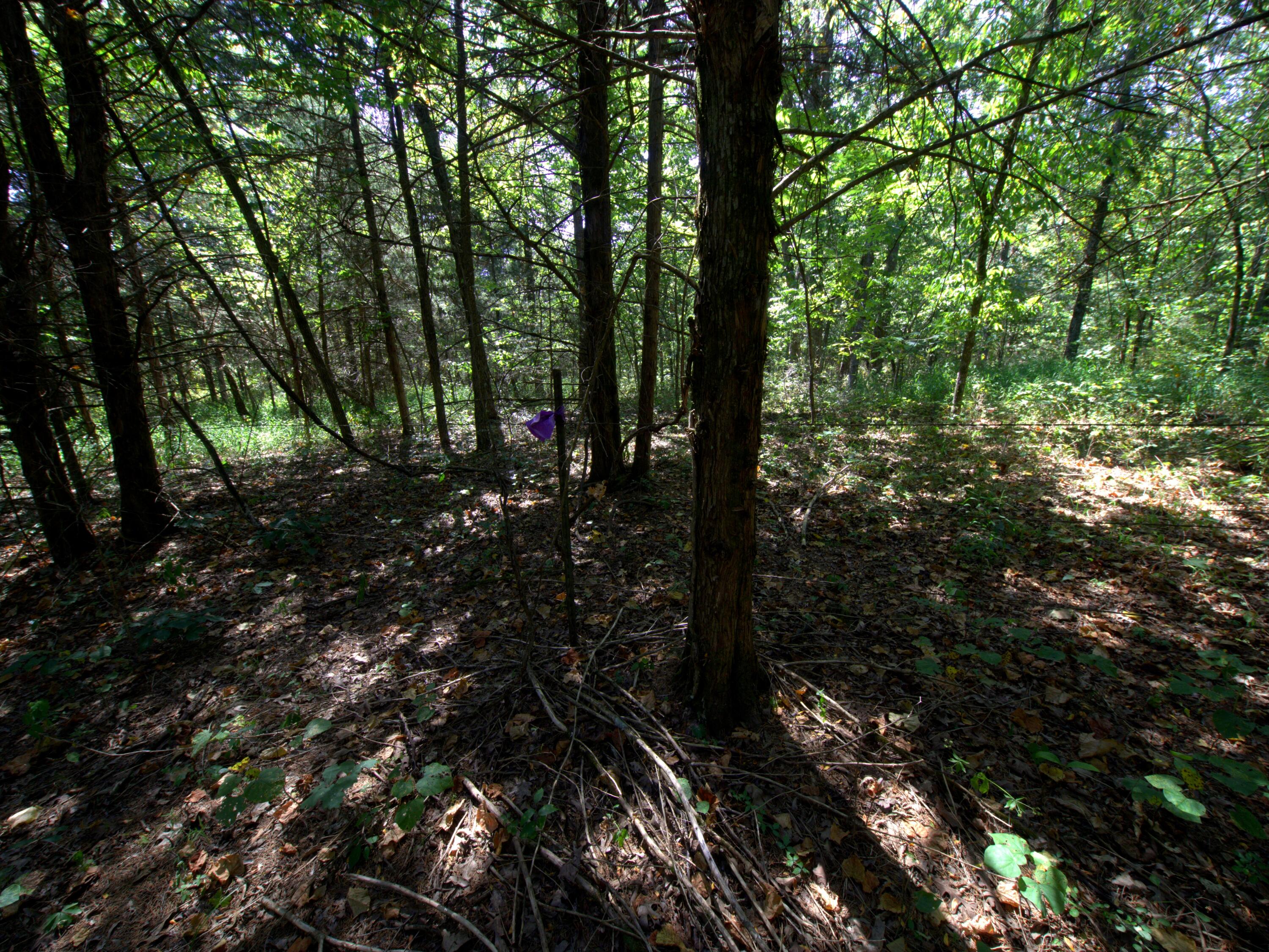 Photo 8 - Land for sale – Tract 1  Simpson Road  Urbana, MO