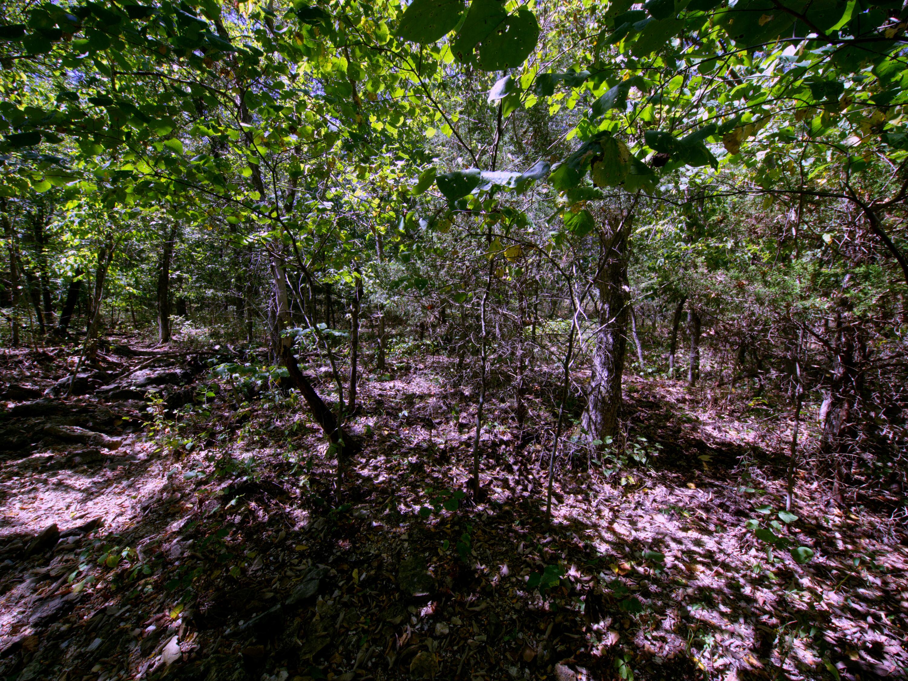Photo 8 - Land for sale – Tract 2  Simpson Rd   Urbana, MO
