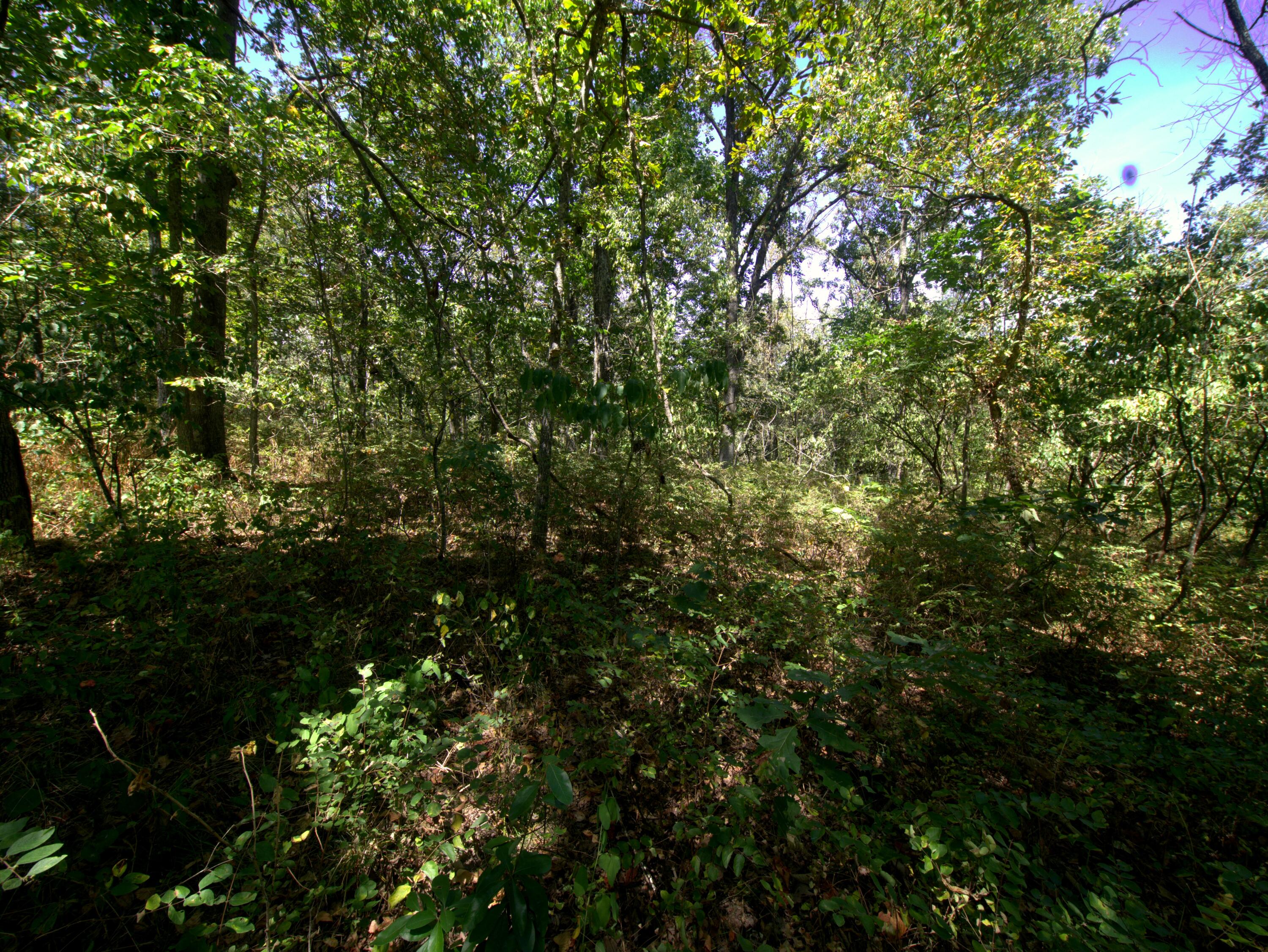 Photo 10 - Land for sale – Tract 2  Simpson Rd   Urbana, MO