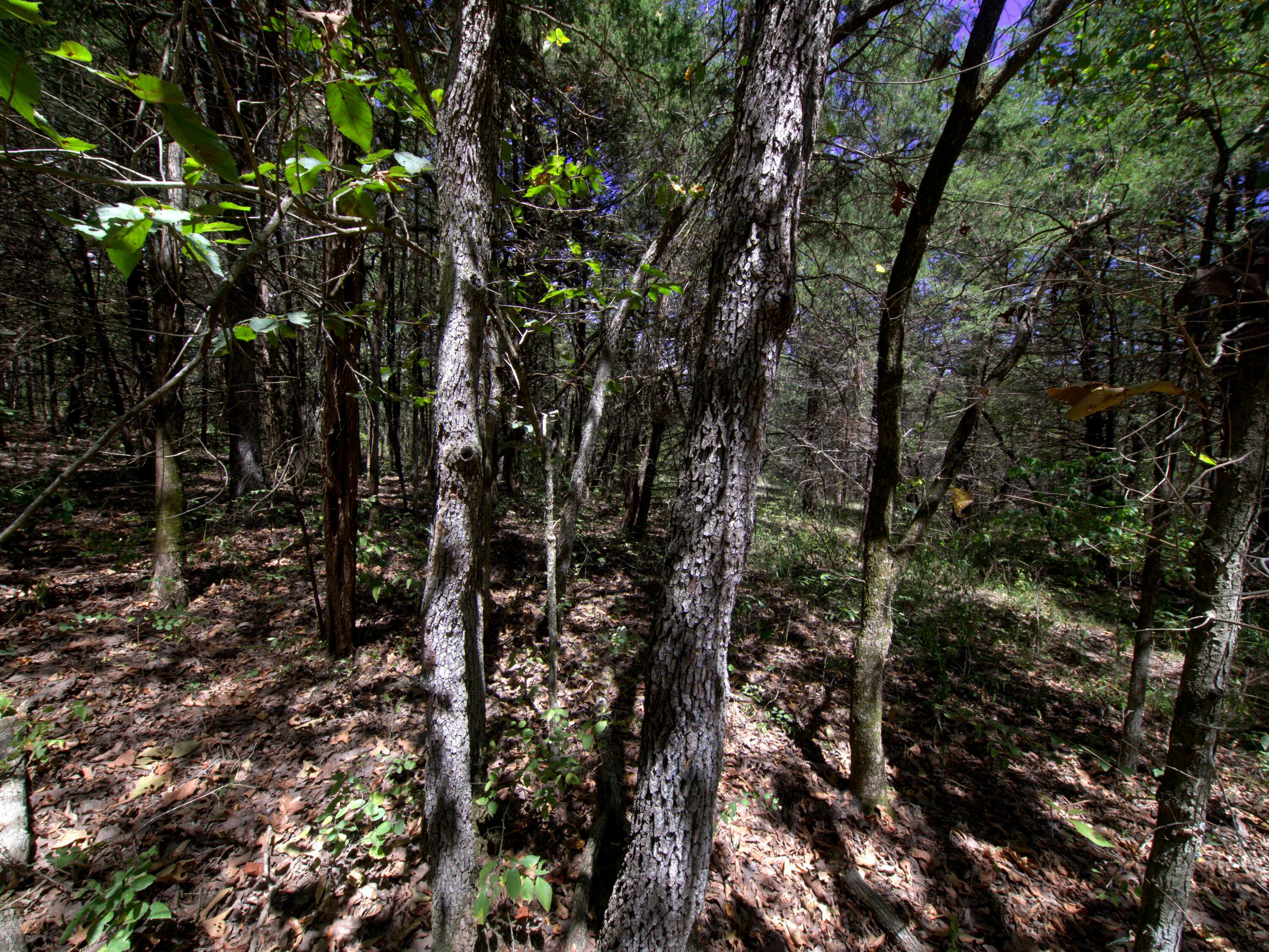 Photo 6 - Land for sale – Tract 3  Simpson Rd   Urbana, MO