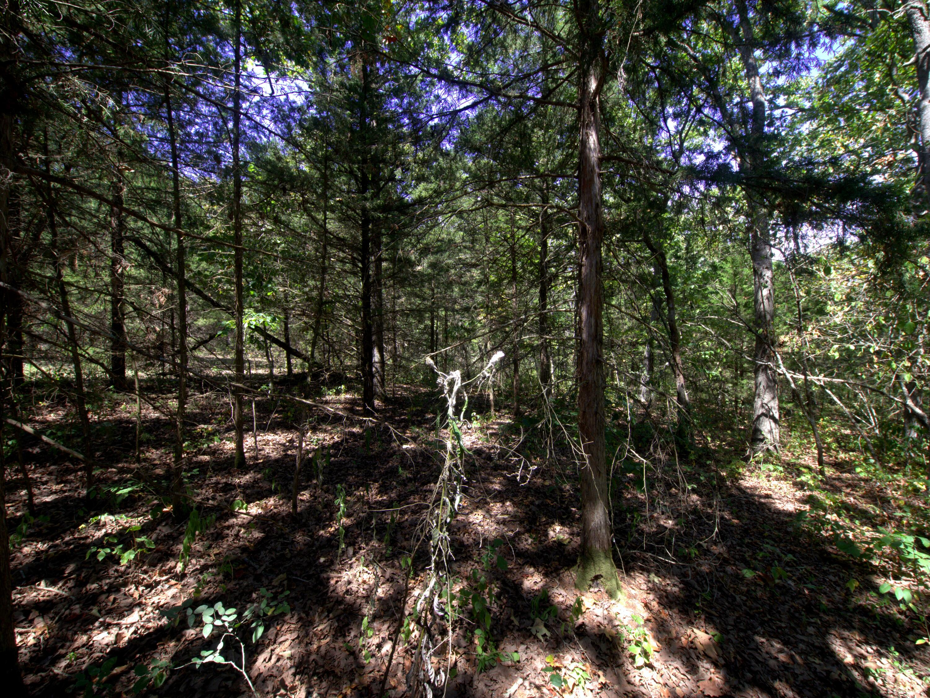 Photo 5 - Land for sale – Tract 3  Simpson Rd   Urbana, MO