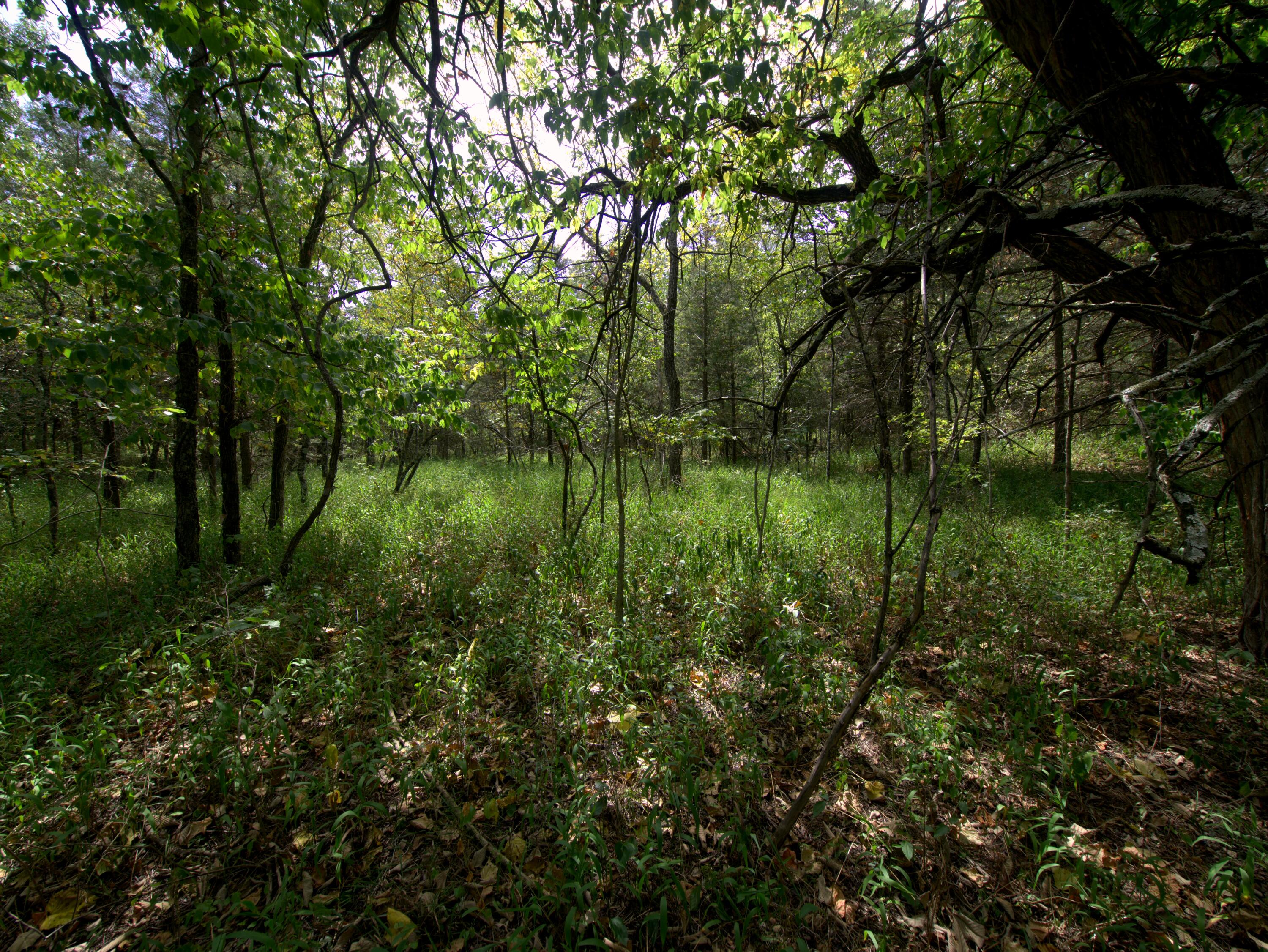 Land for sale – Tract 4  Simpson Rd   Urbana, MO
