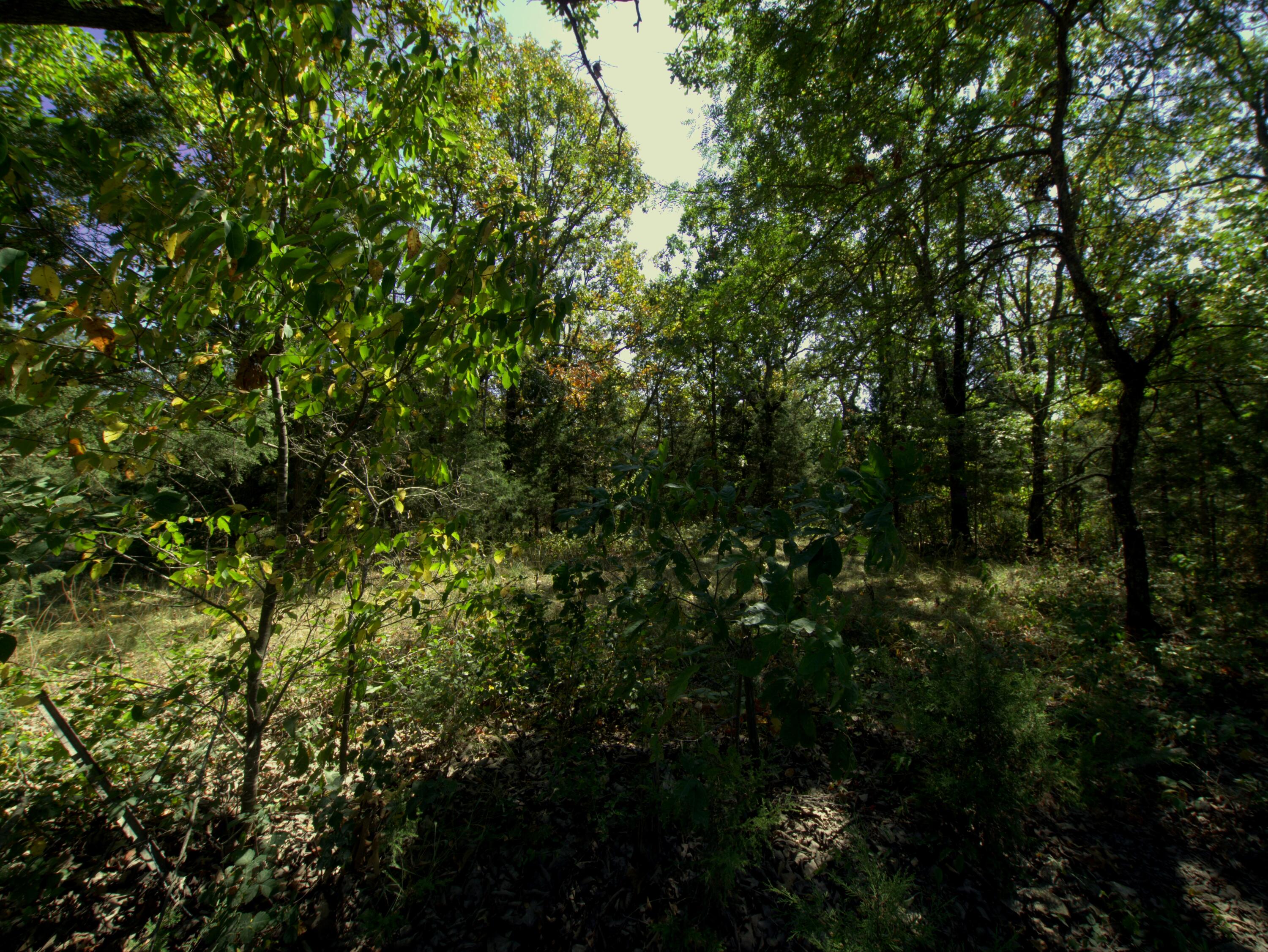 Photo 3 - Land for sale – Tract 1&2  Simpson Rd   Urbana, MO