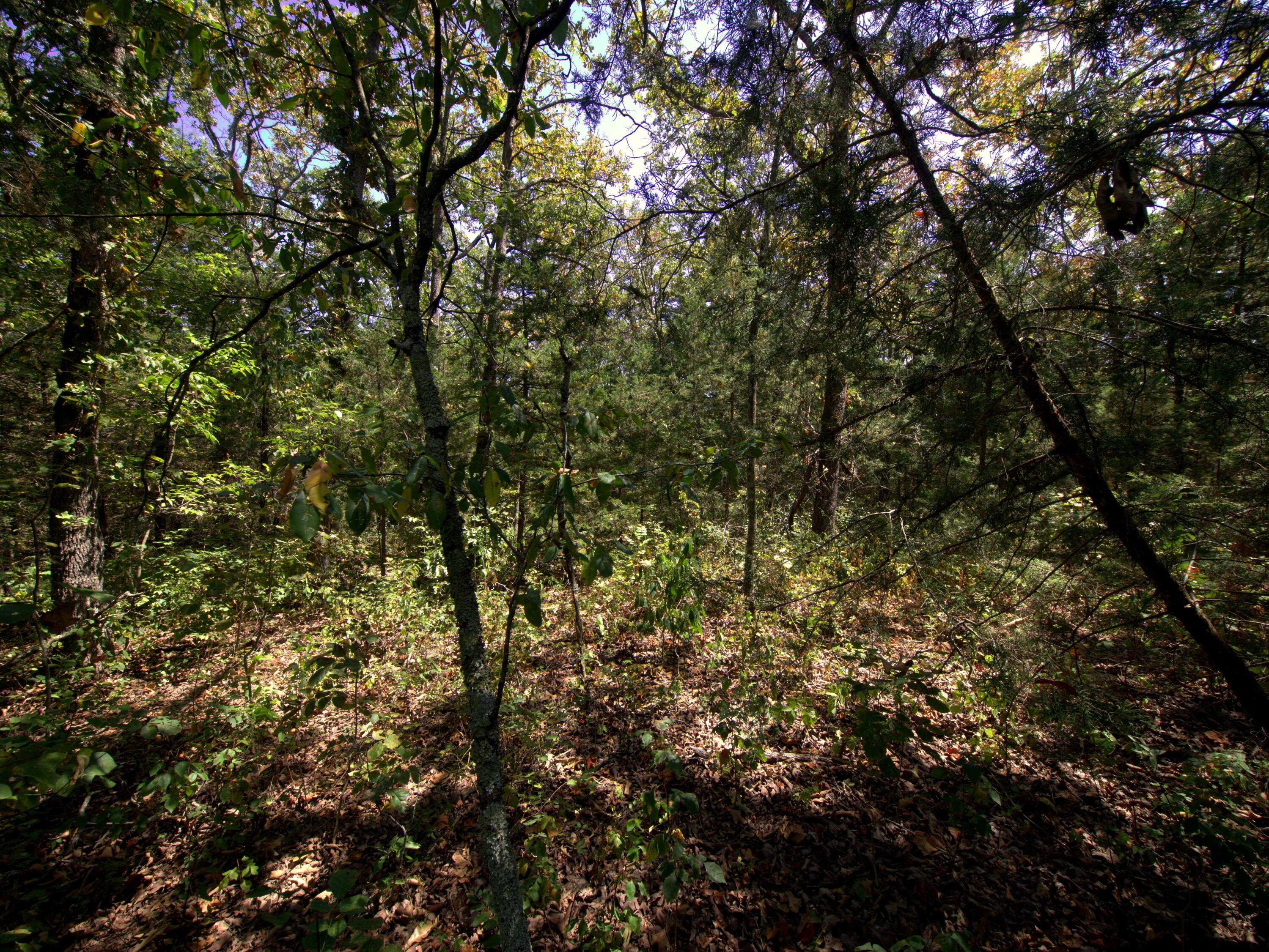 Photo 18 - Land for sale – Tract 3&4  Simpson Rd   Urbana, MO