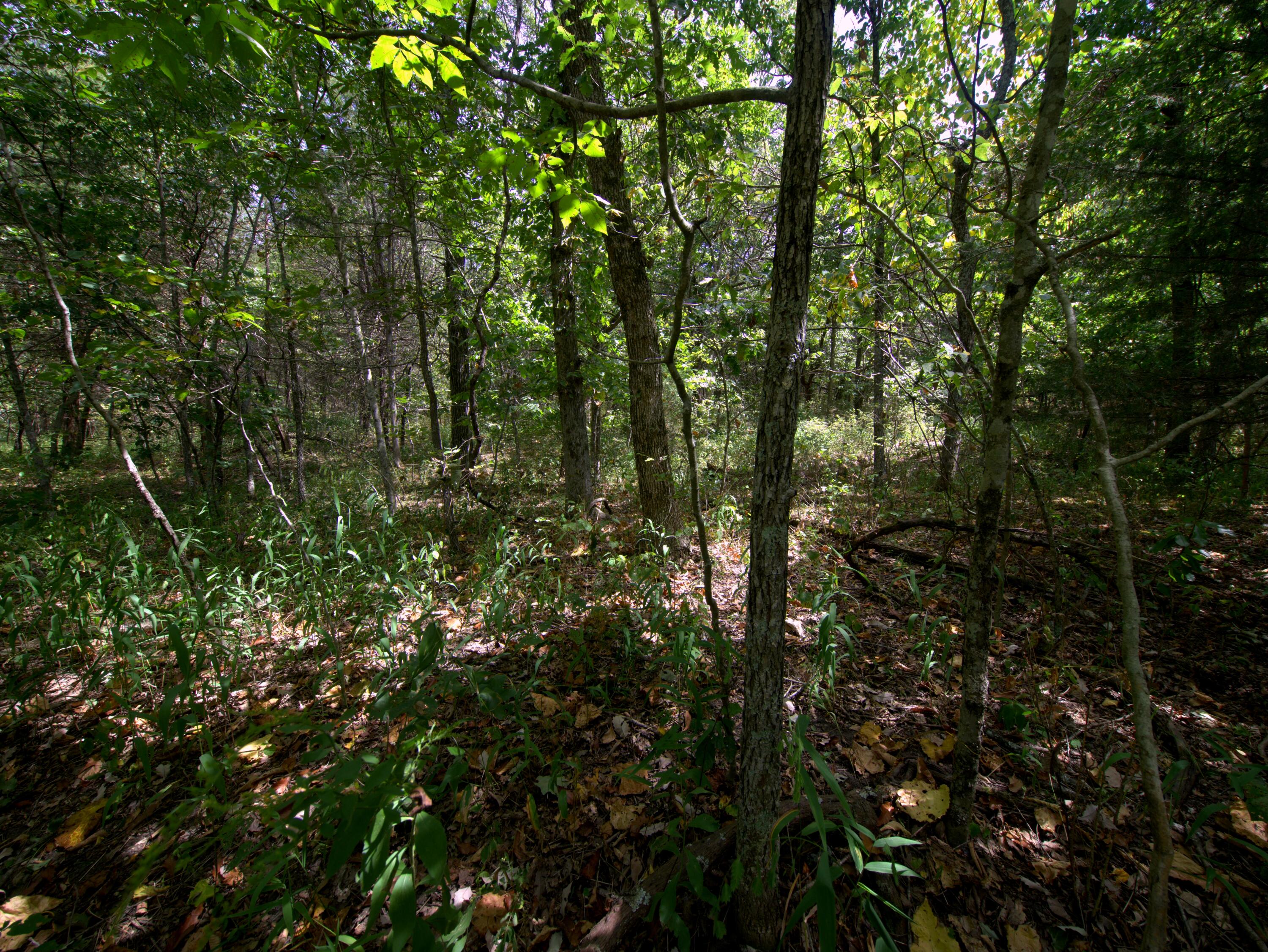 Photo 35 - Land for sale – Tract 3&4  Simpson Rd   Urbana, MO