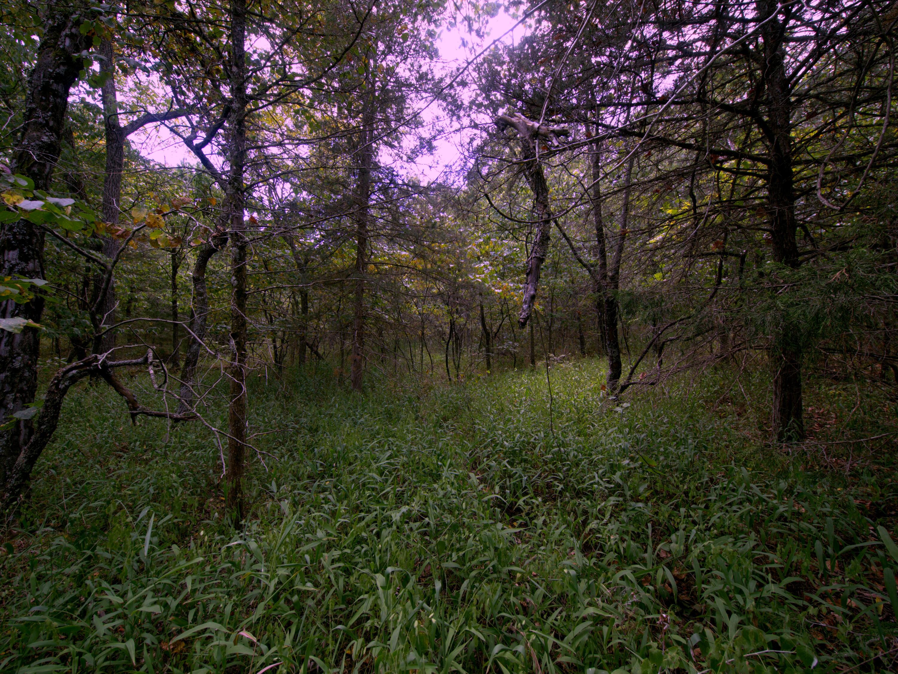 Photo 22 - Land for sale – Tract 3&4  Simpson Rd   Urbana, MO