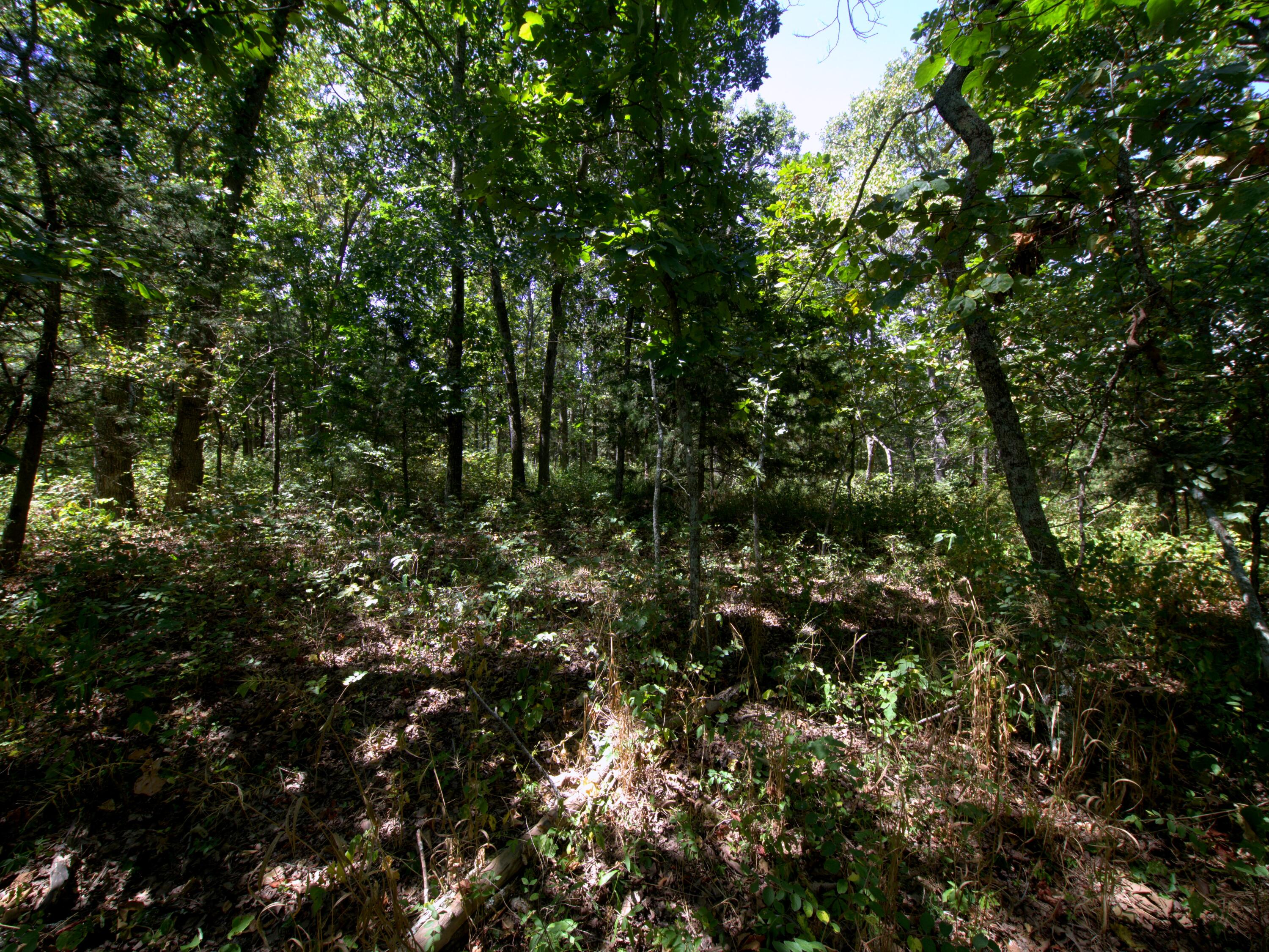 Photo 6 - Land for sale – Tract 3&4  Simpson Rd   Urbana, MO