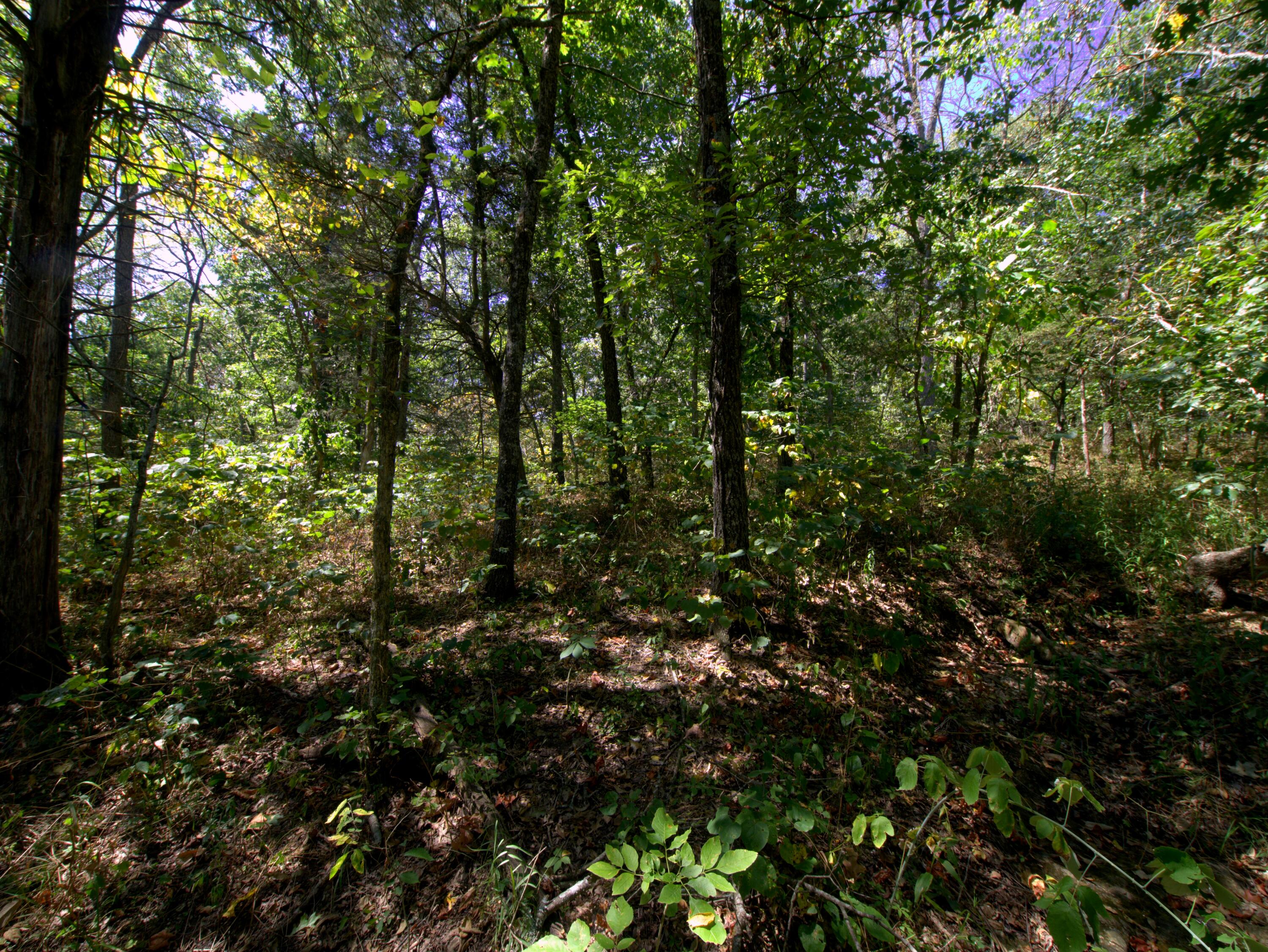 Photo 38 - Land for sale – Tract 1-3  Simpson Rd   Urbana, MO