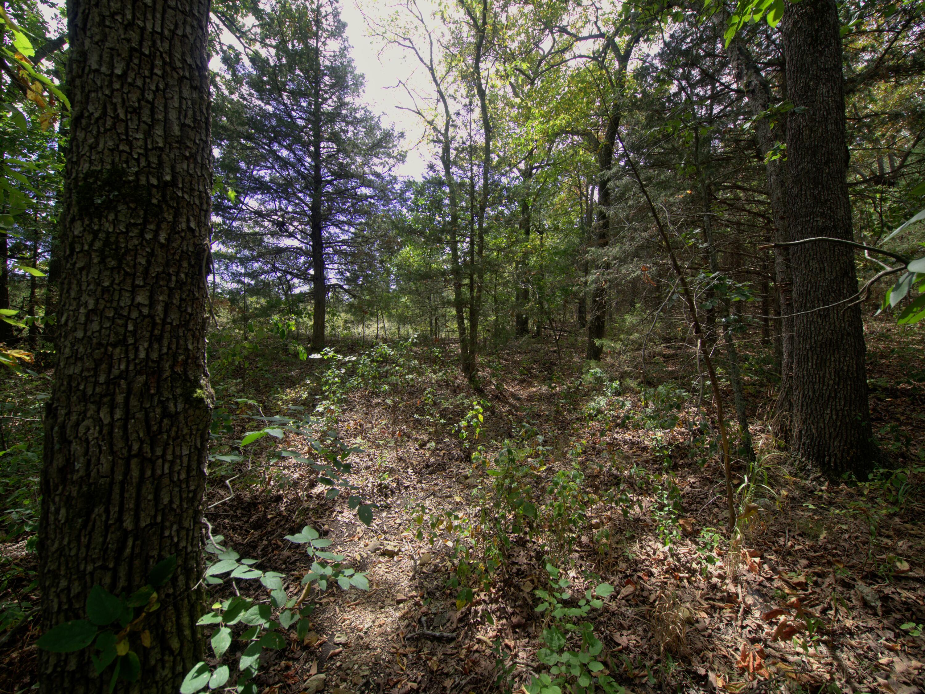 Photo 16 - Land for sale – Tract 2-4  Simpson Rd   Urbana, MO