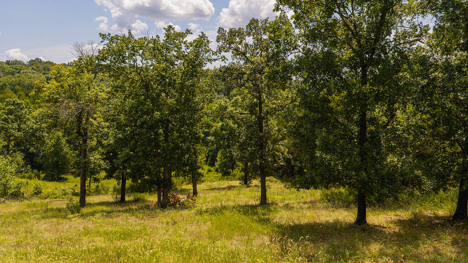 Photo 5 - Land for sale – 613  Lake Ranch Road  Kissee Mills, MO