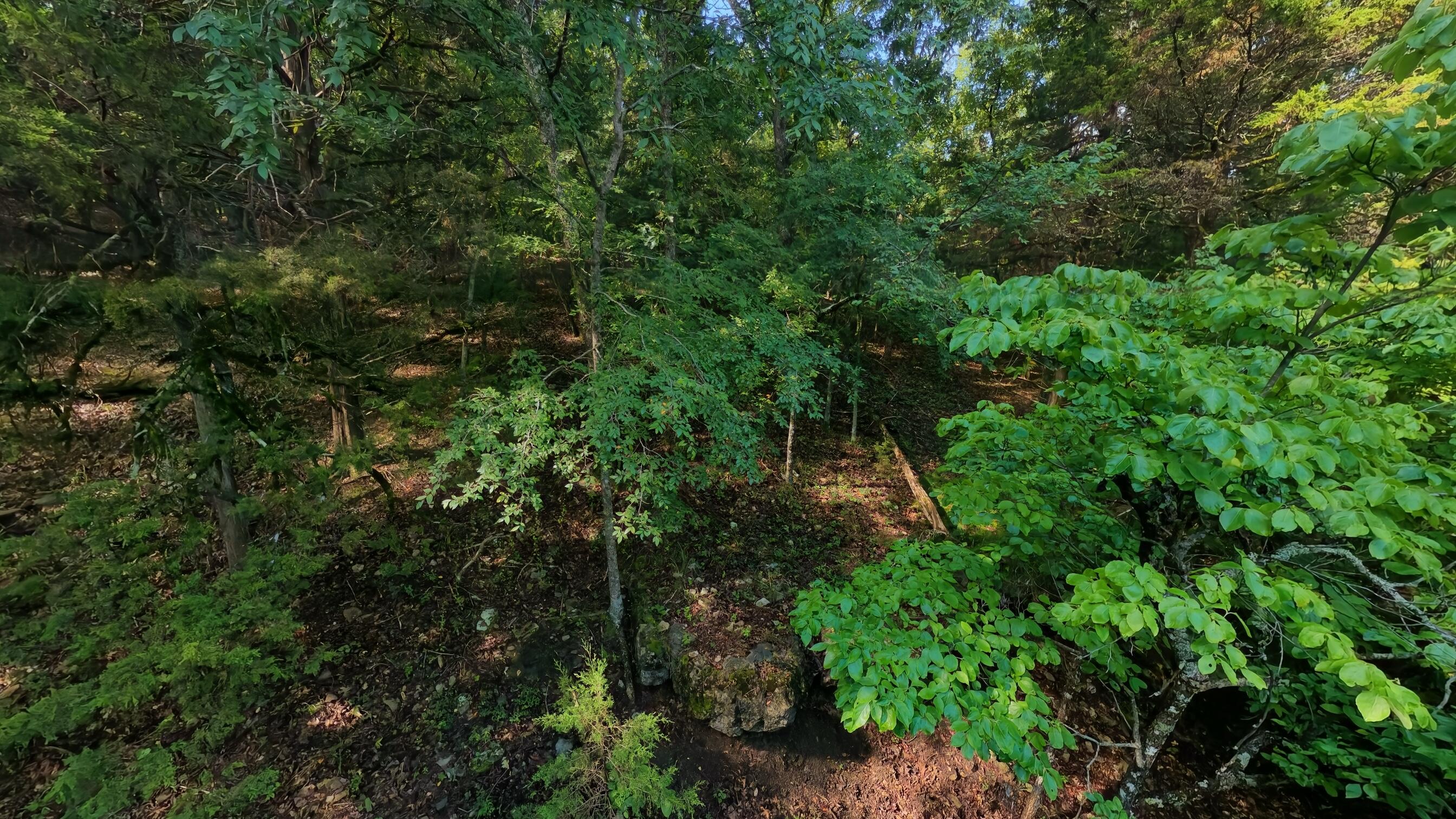 Photo 6 - Land for sale – 000  County Road 477   Clarkridge, AR