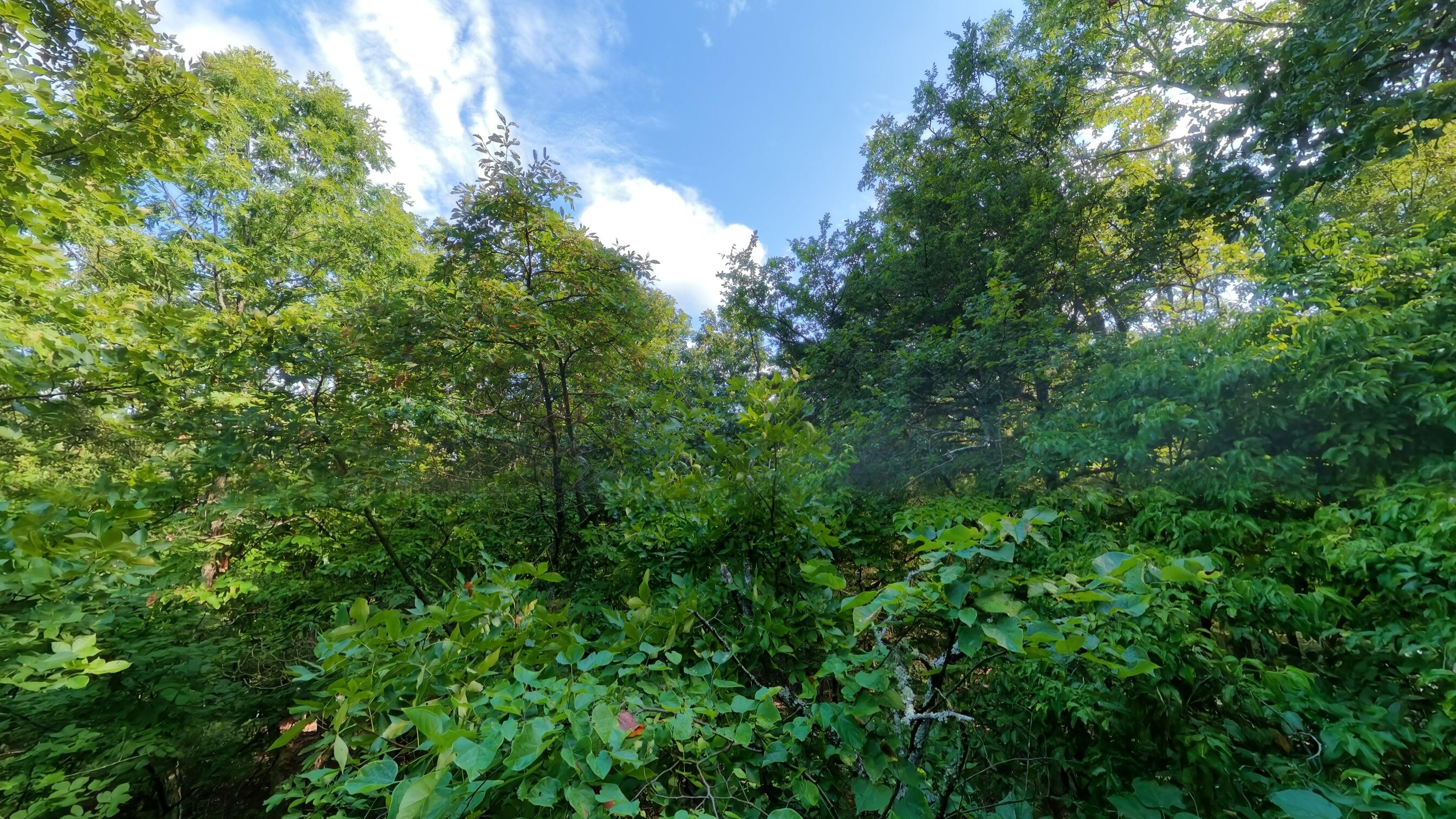 Photo 5 - Land for sale – 000  County Road 477   Clarkridge, AR