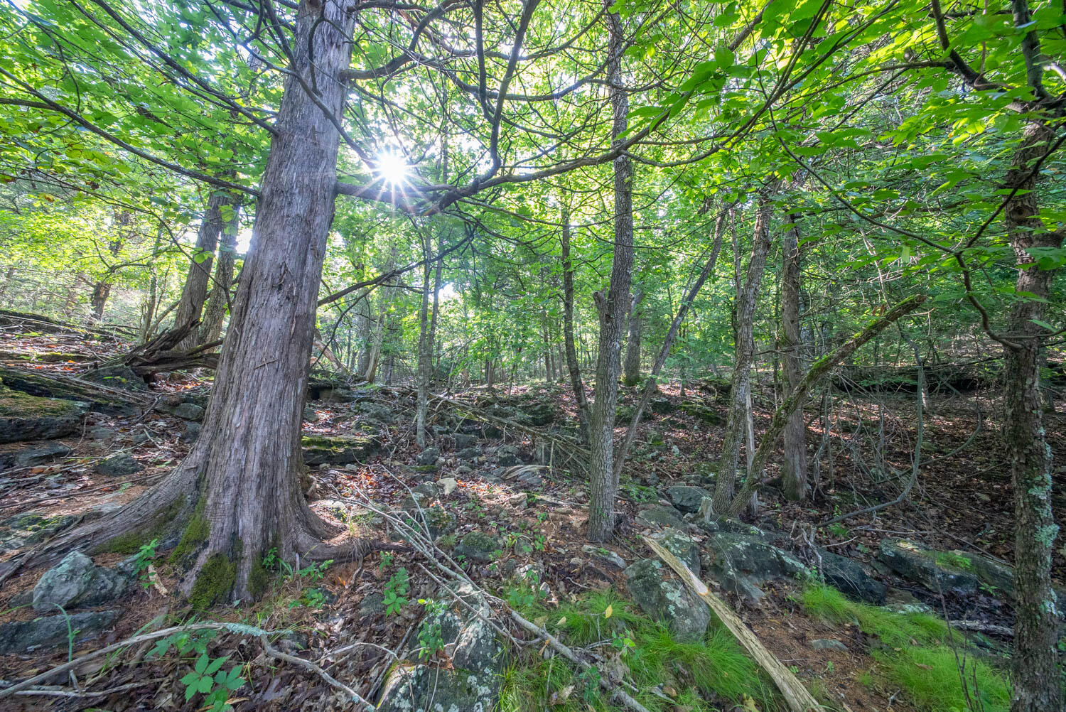 Photo 26 - Land for sale – 000  County Road 477   Clarkridge, AR