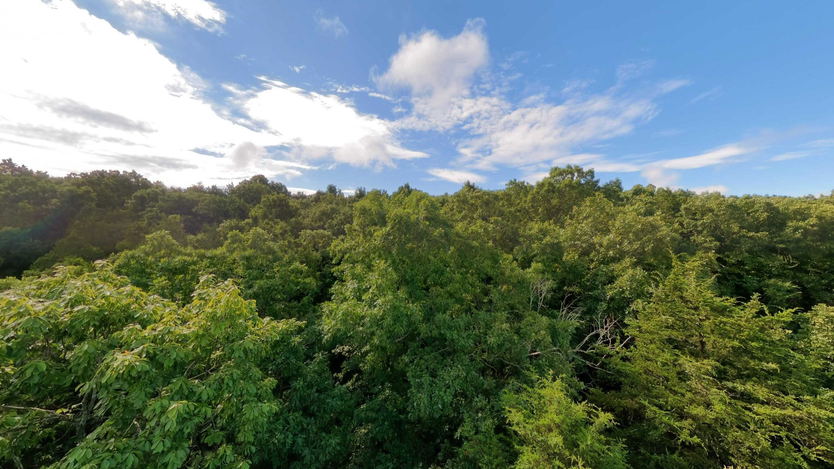 Photo 8 - Land for sale – 000  County Road 477   Clarkridge, AR