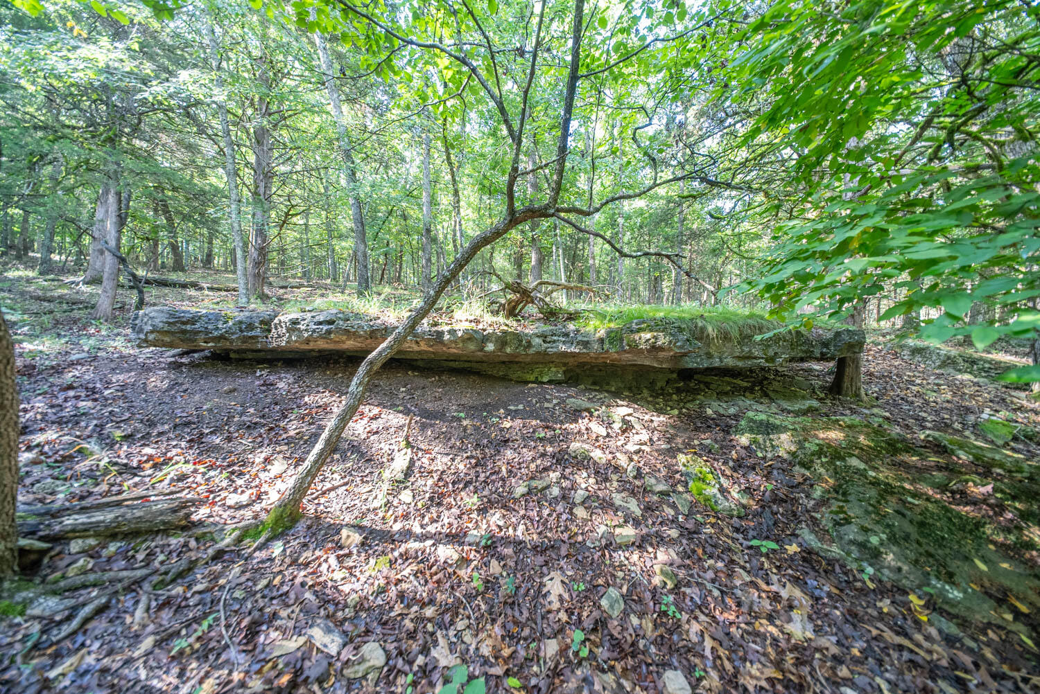 Photo 3 - Land for sale – 000  County Road 477   Clarkridge, AR