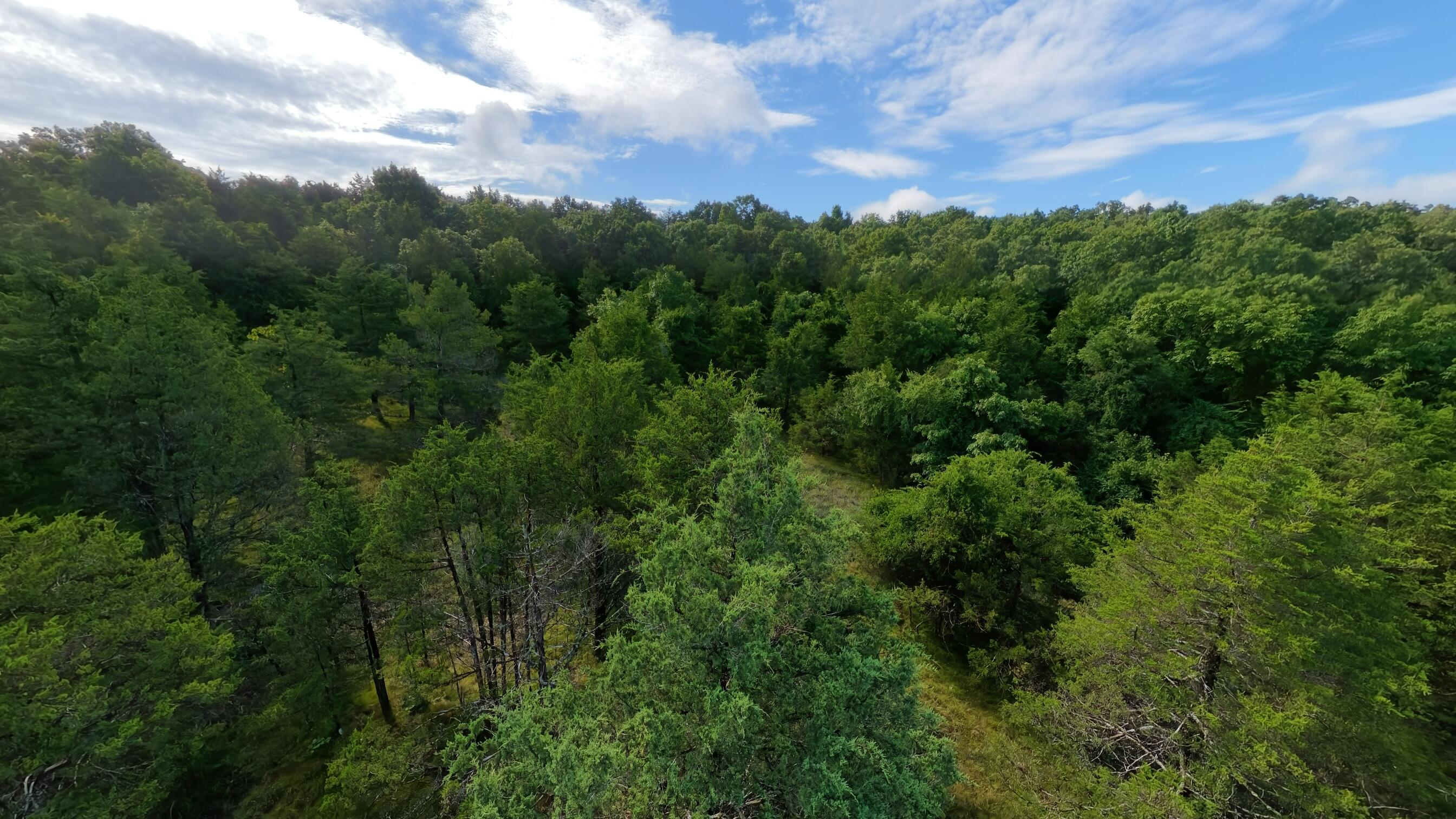 Photo 12 - Land for sale – 000  County Road 477   Clarkridge, AR